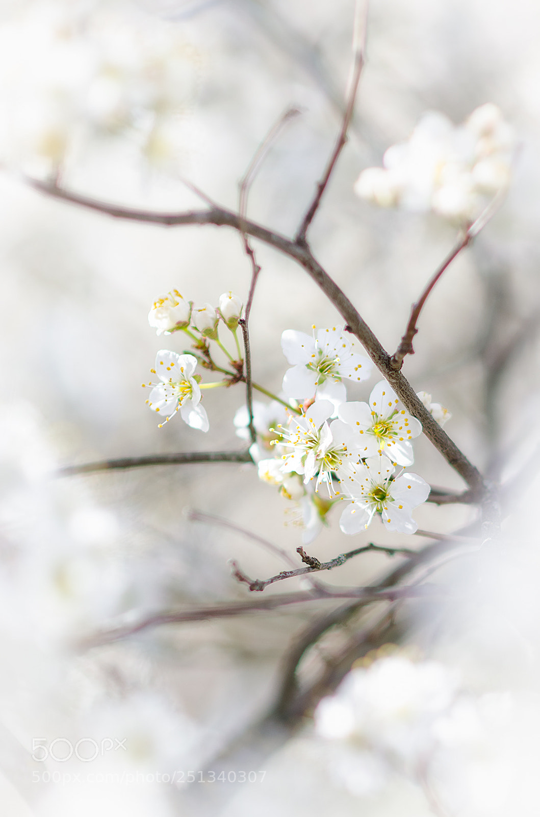 Nikon D5100 sample photo. Spring is coming photography