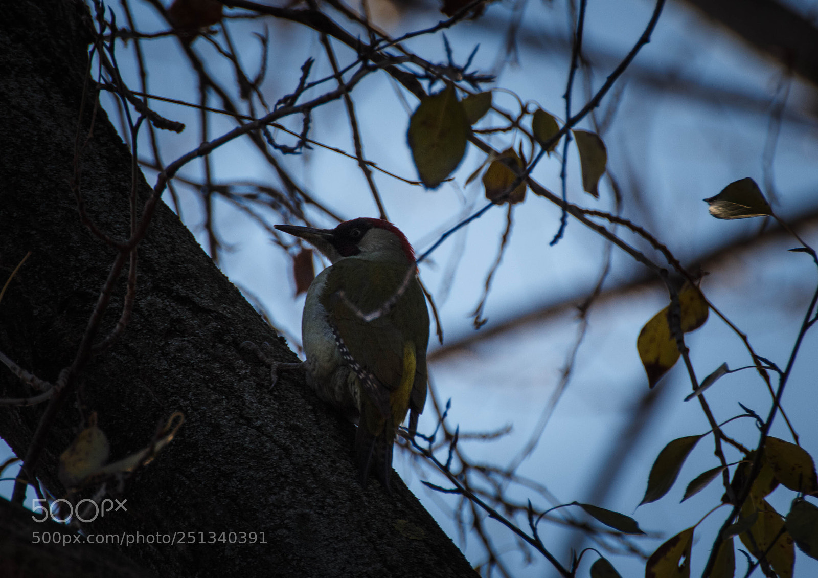 Canon EOS 600D (Rebel EOS T3i / EOS Kiss X5) sample photo. Le pic vert photography