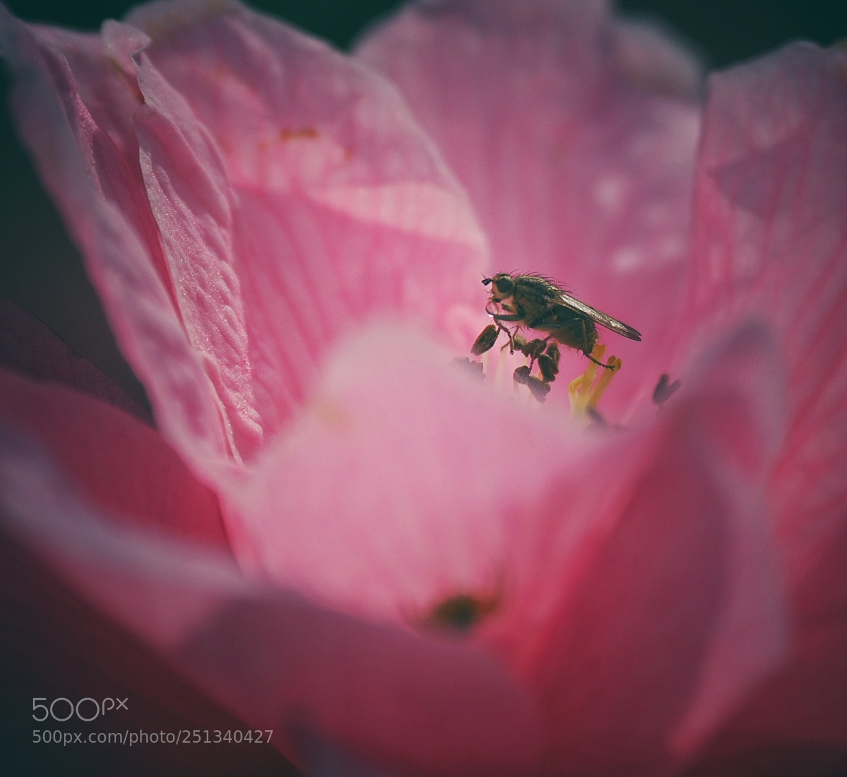 Olympus OM-D E-M1 Mark II sample photo. Pinky photography