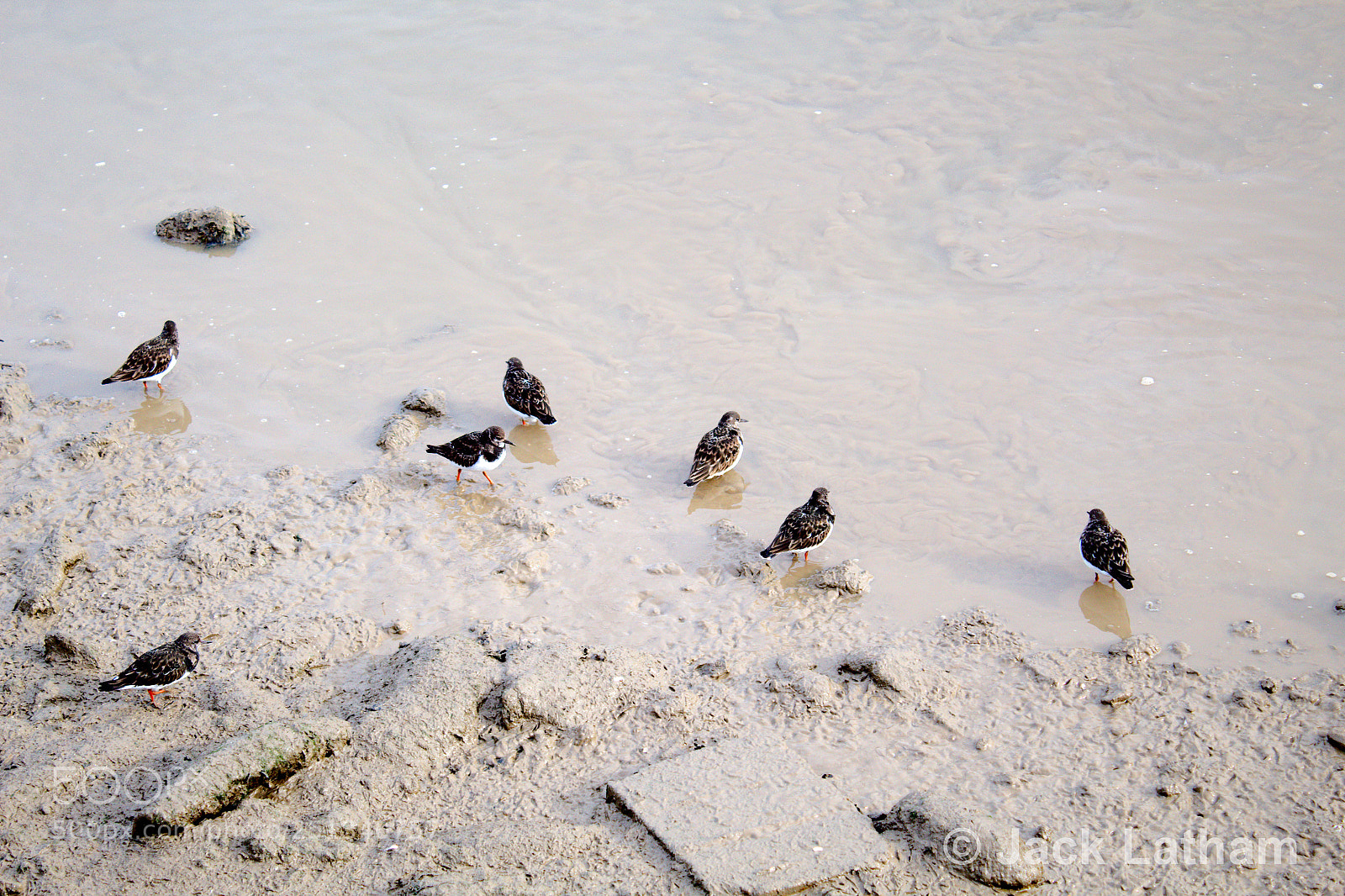 Canon EOS 1300D (EOS Rebel T6 / EOS Kiss X80) sample photo. Turnstones photography