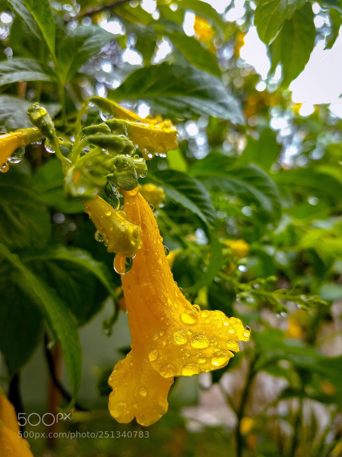 Motorola Moto Z (2) Play sample photo. Blessed rain.. photography