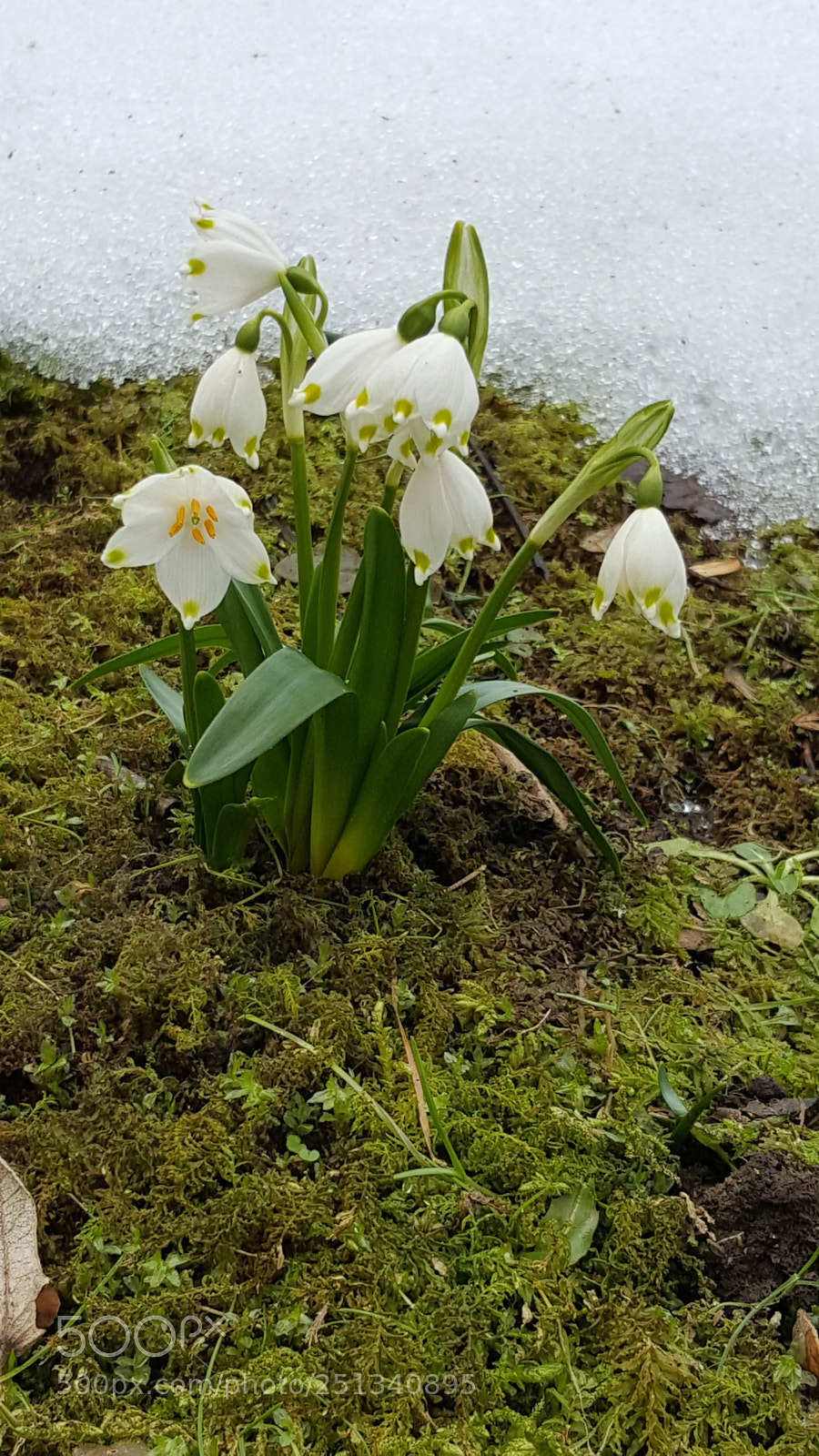 Samsung GALAXY S6 edge sample photo. Untitled photography