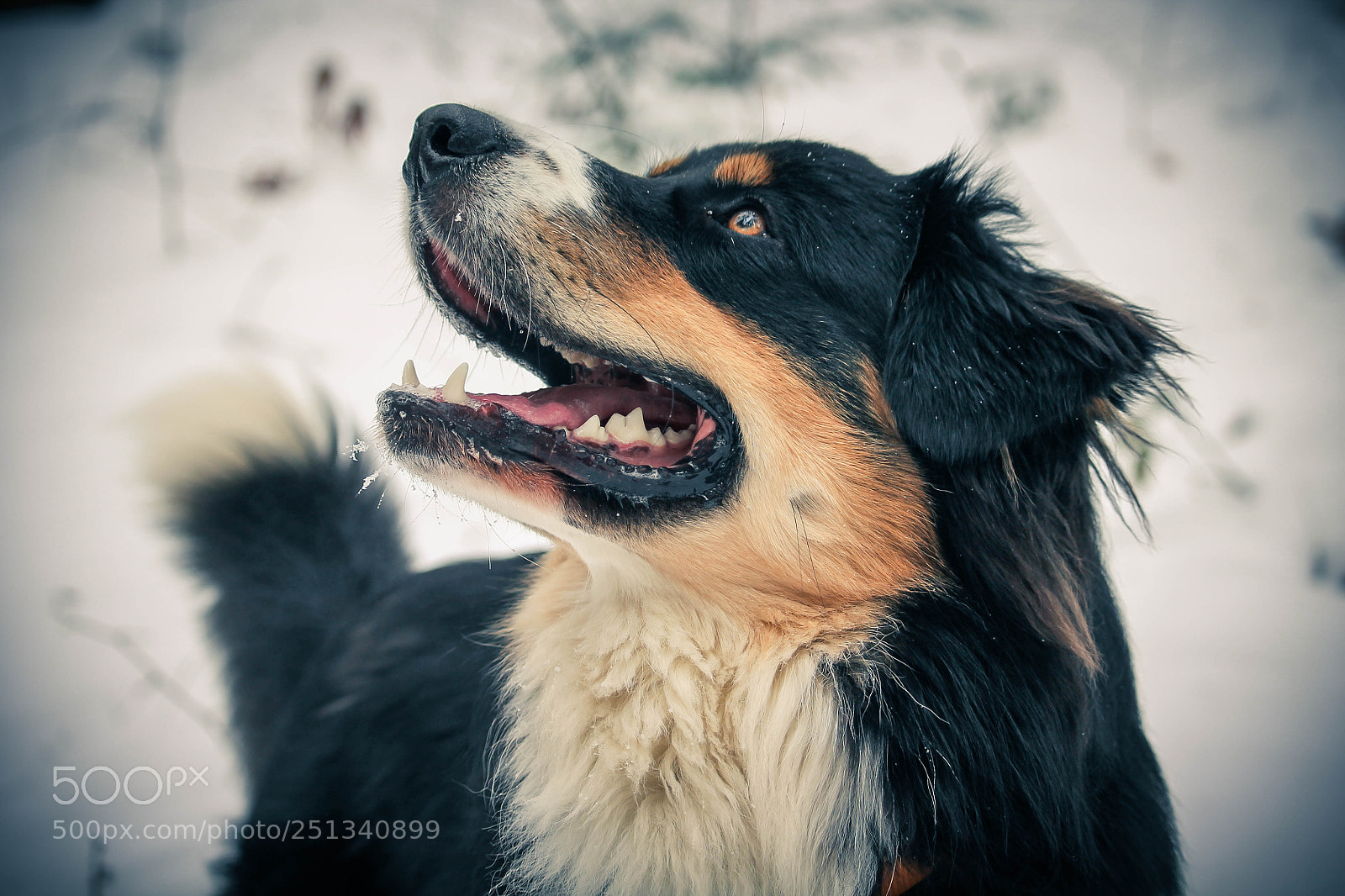 Canon EOS 1100D (EOS Rebel T3 / EOS Kiss X50) sample photo. Dog and snow photography