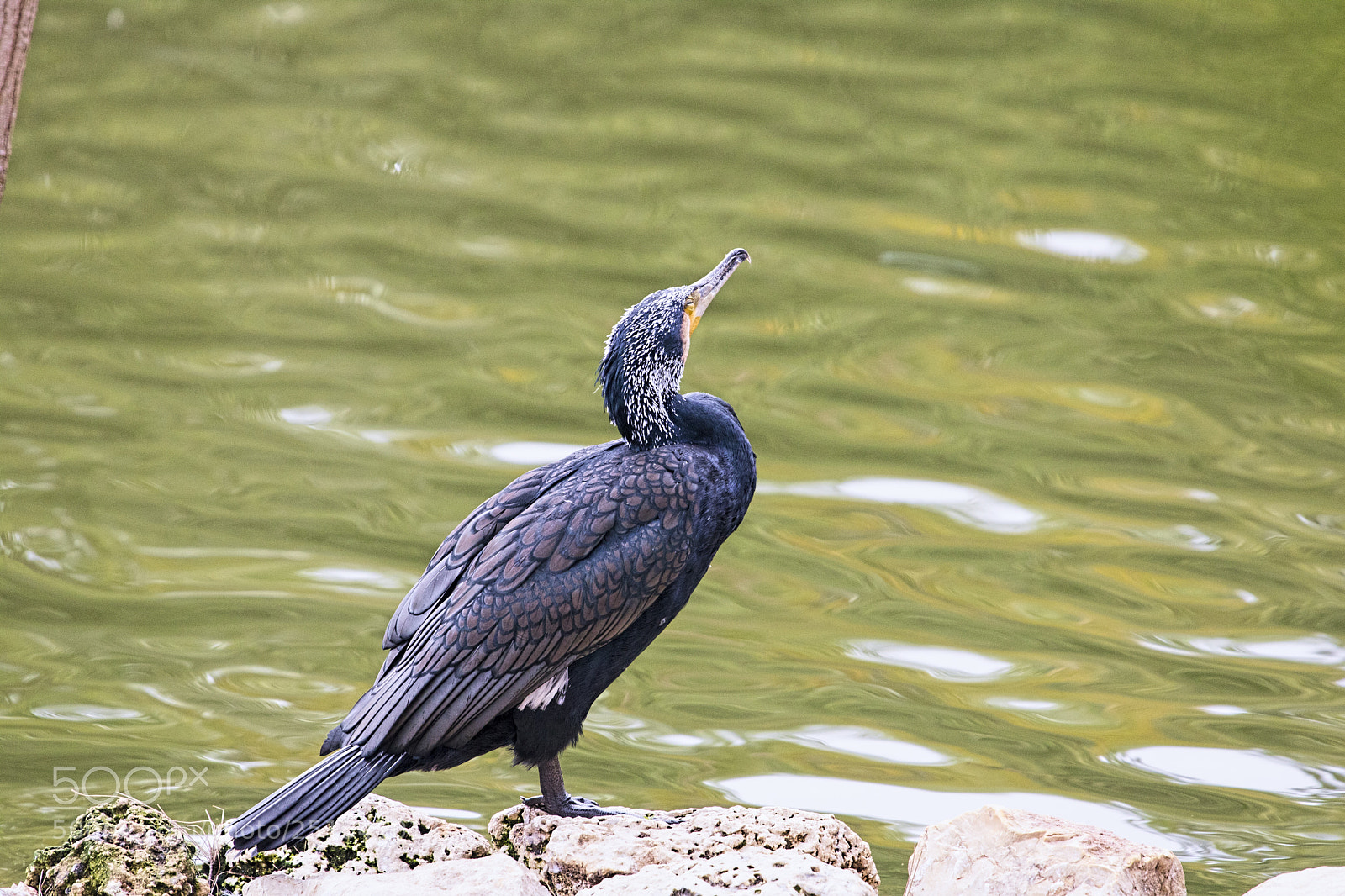 Canon EOS 750D (EOS Rebel T6i / EOS Kiss X8i) sample photo. Img photography