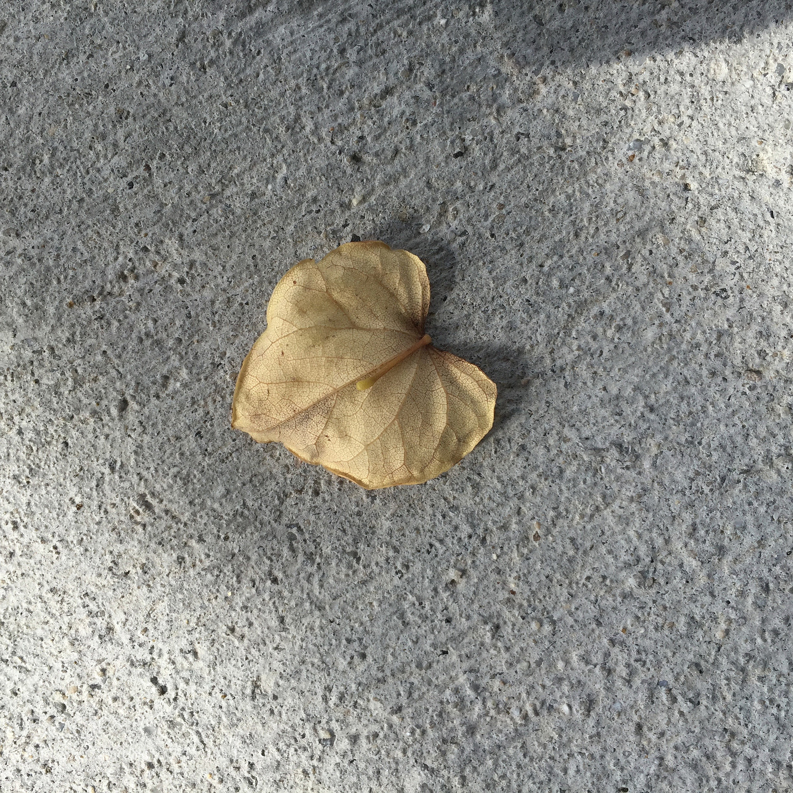 Apple iPhone 6 sample photo. Heart leaf photography