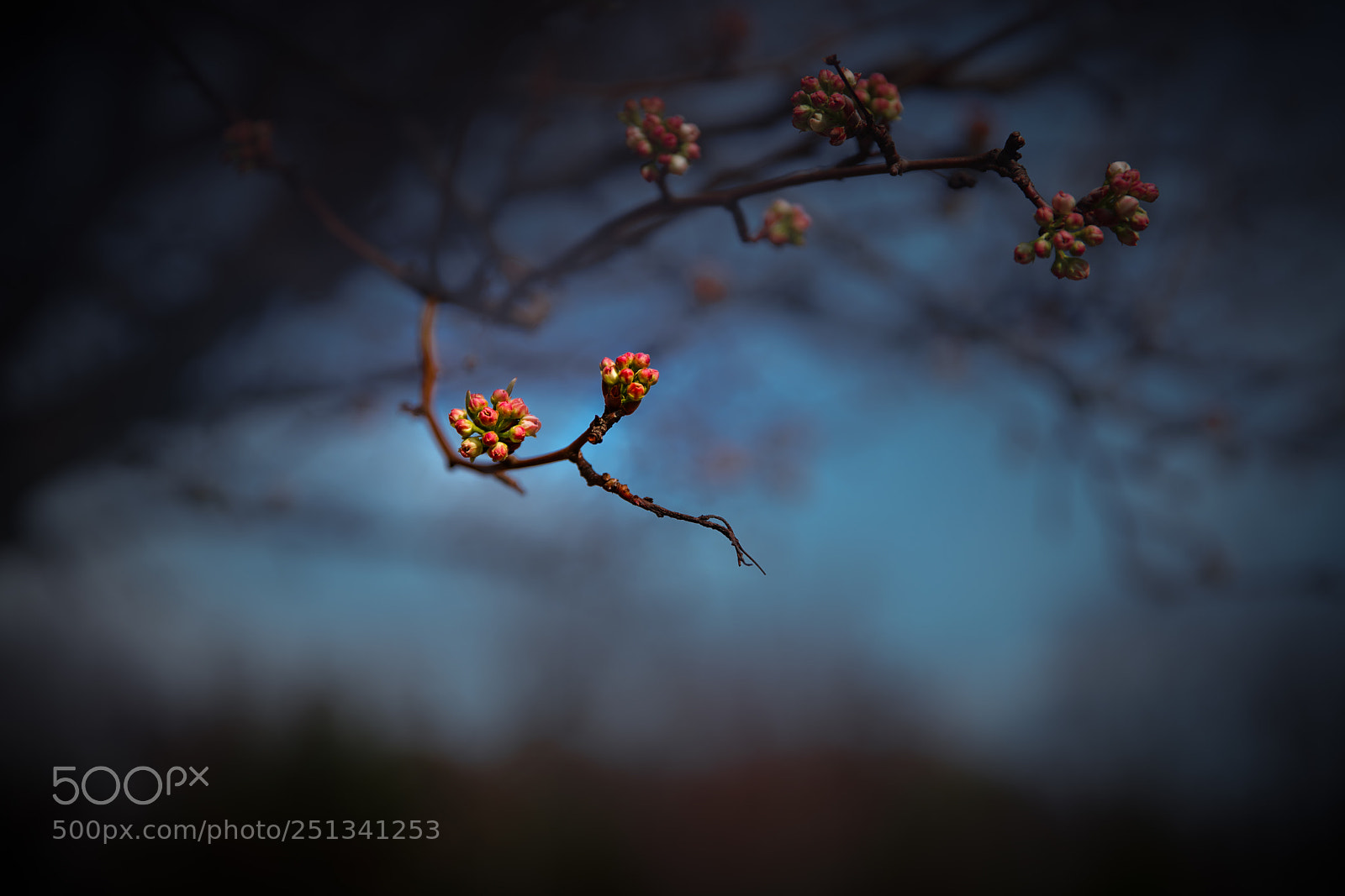Sony a7R III sample photo. Spring time photography