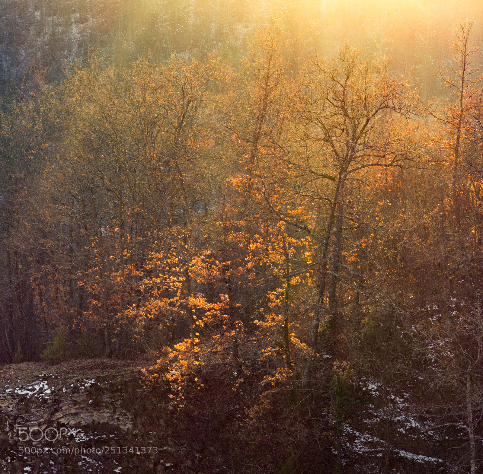 Canon EOS 600D (Rebel EOS T3i / EOS Kiss X5) sample photo. Woodland heaven photography