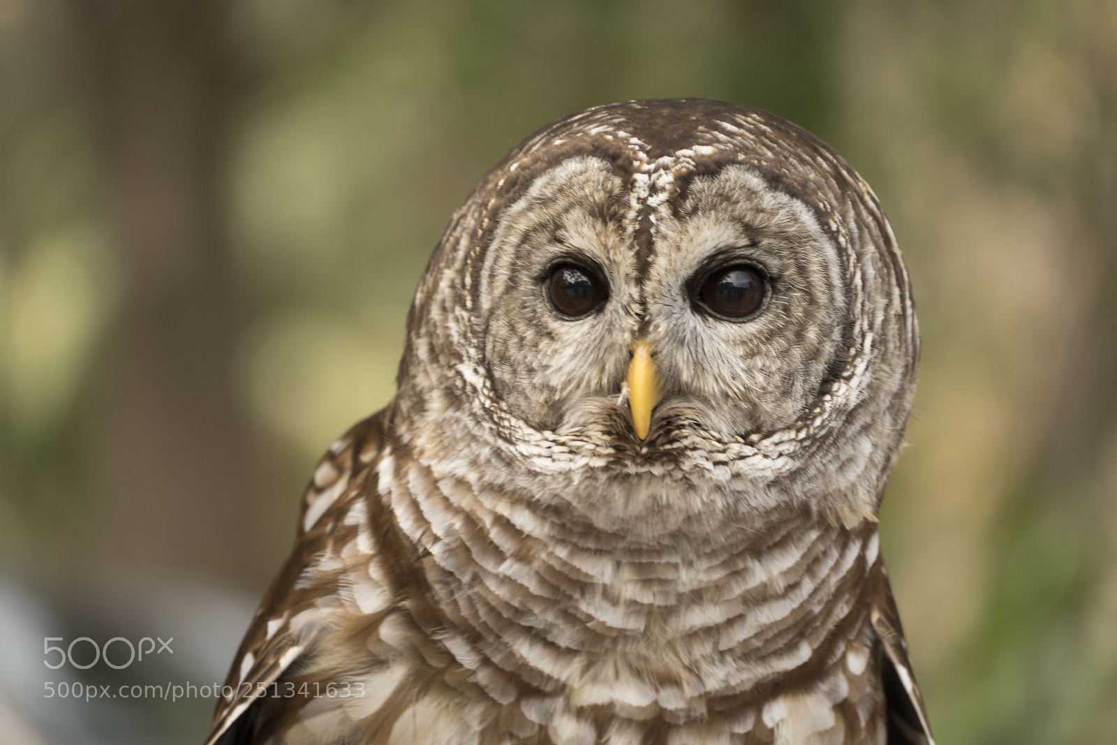 Sony a7R III sample photo. Spotted owl photography
