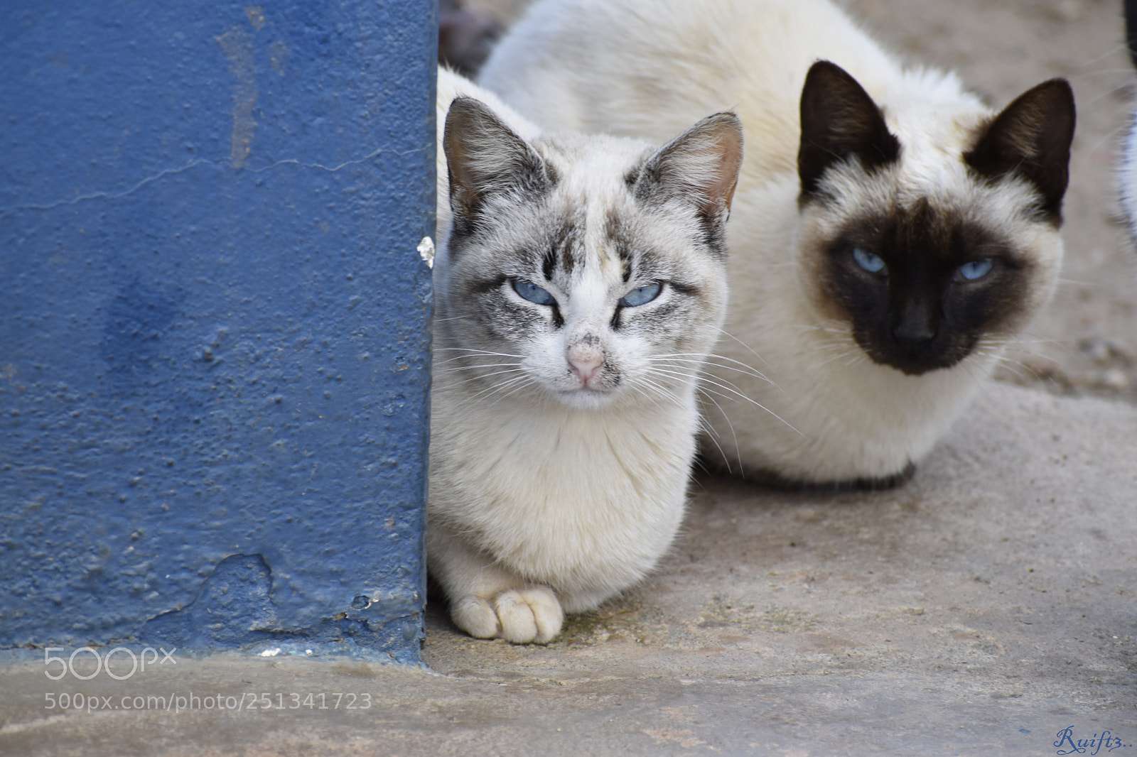 Nikon D5600 sample photo. Blue eyes photography