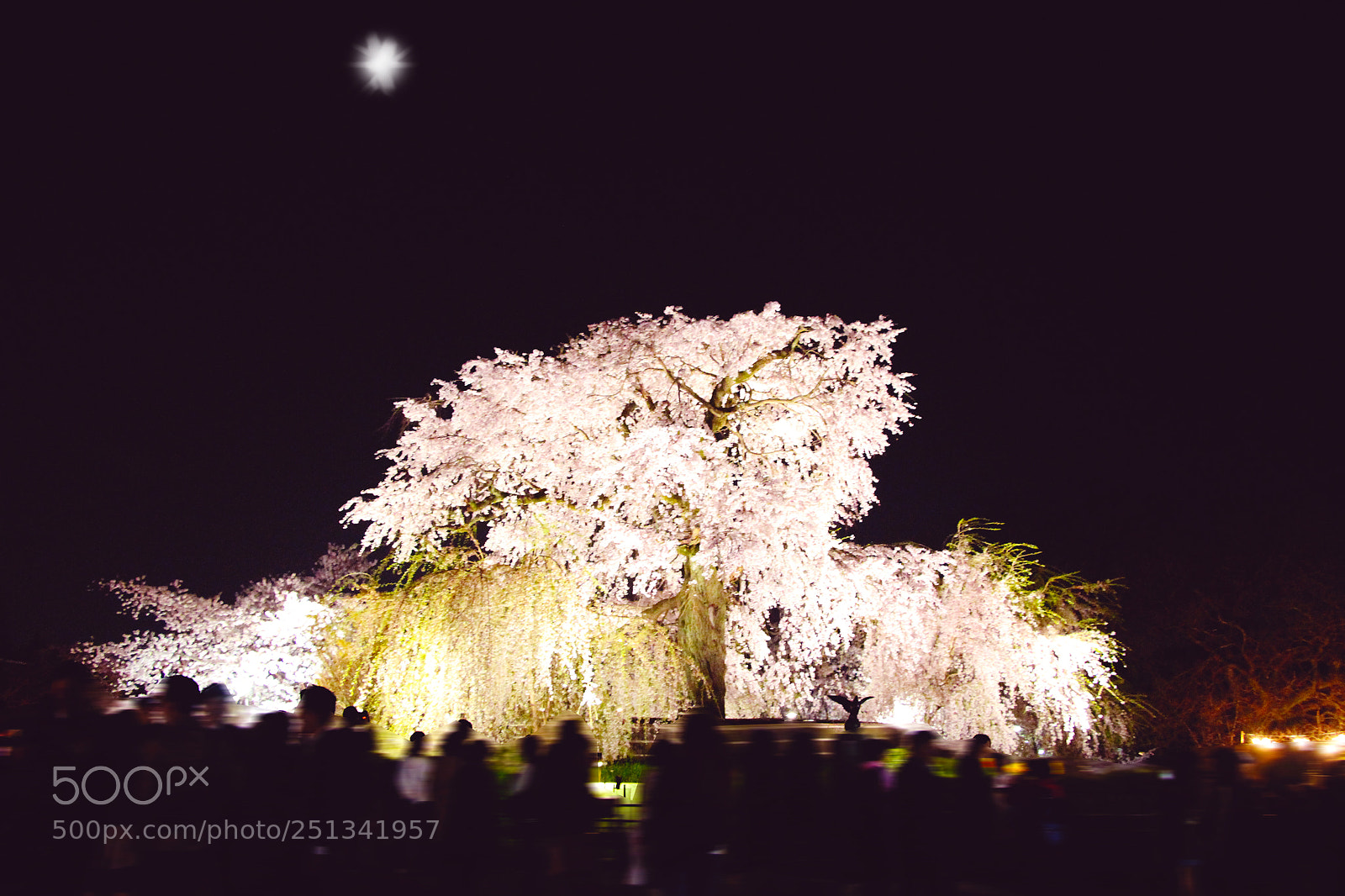 Canon EOS 700D (EOS Rebel T5i / EOS Kiss X7i) sample photo. Cherry blossoms ... the photography