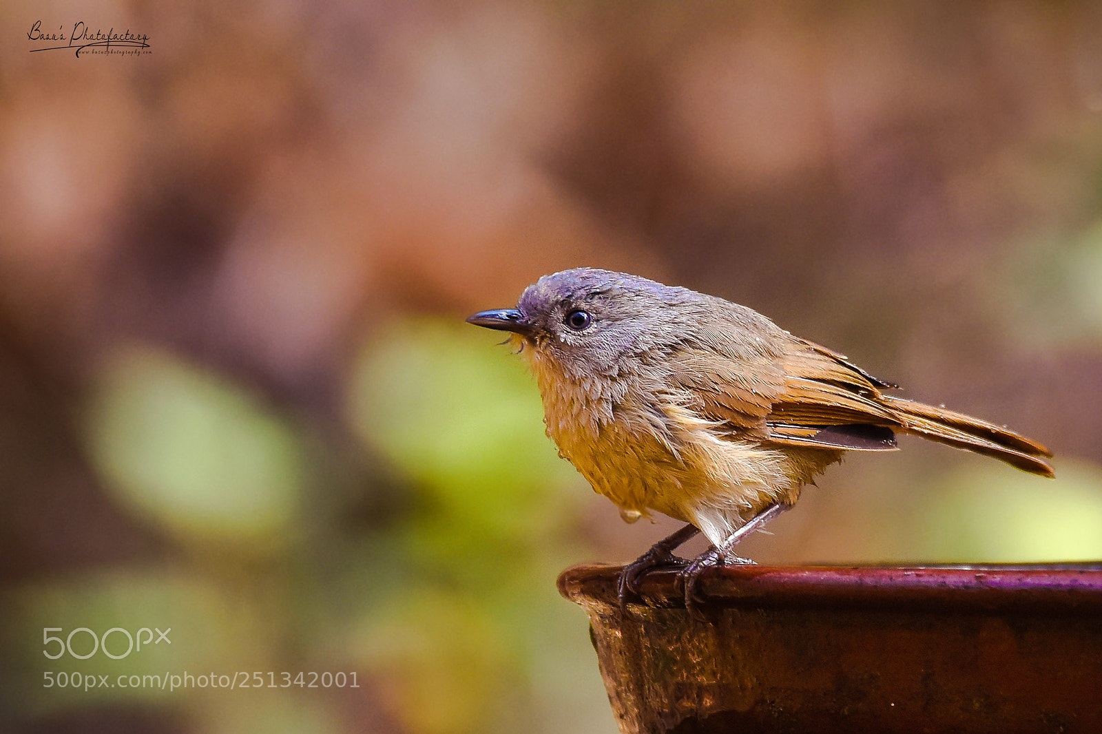 Nikon D810 sample photo. Brown-cheeked fulvetta photography