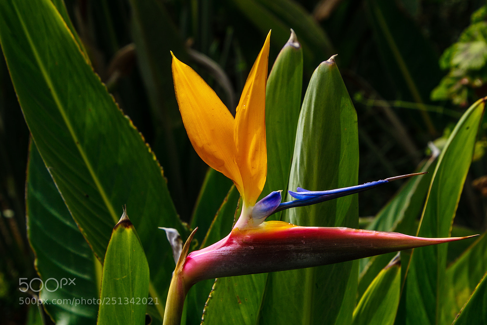 Canon EOS 7D Mark II sample photo. Copy photography