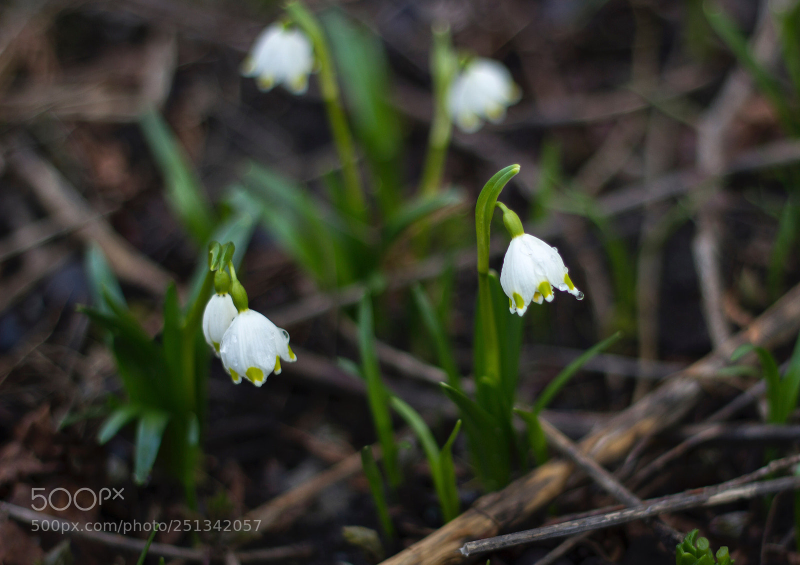 Canon EOS 550D (EOS Rebel T2i / EOS Kiss X4) sample photo. Just a snowdrops photography