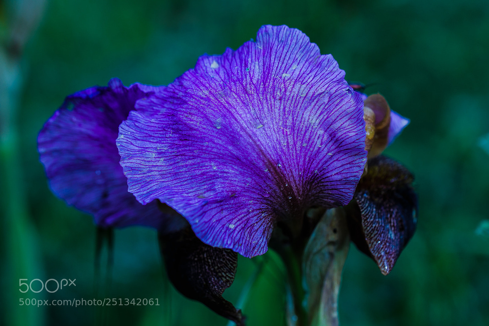 Canon EOS 7D Mark II sample photo. Copy photography