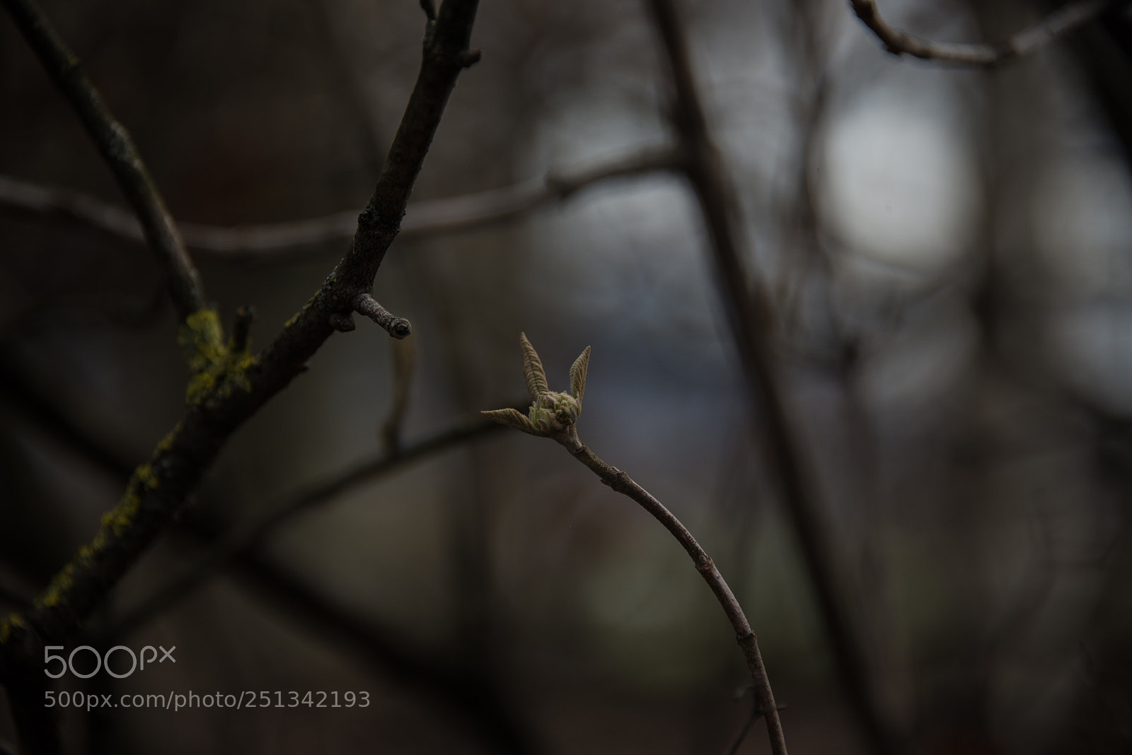 Nikon D600 sample photo. Printemps photography