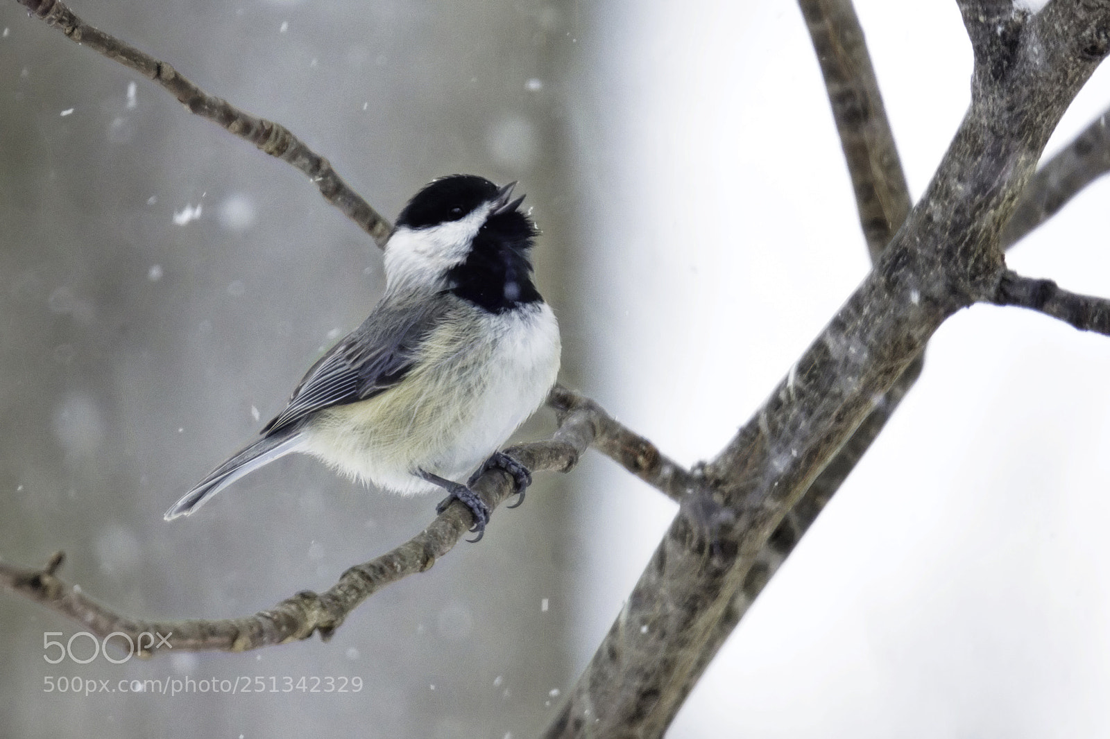 Sony SLT-A77 sample photo. Snow song photography