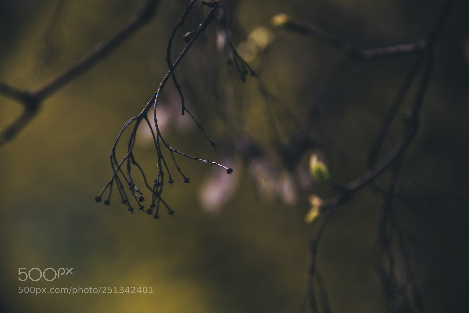 Nikon D600 sample photo. Spring photography