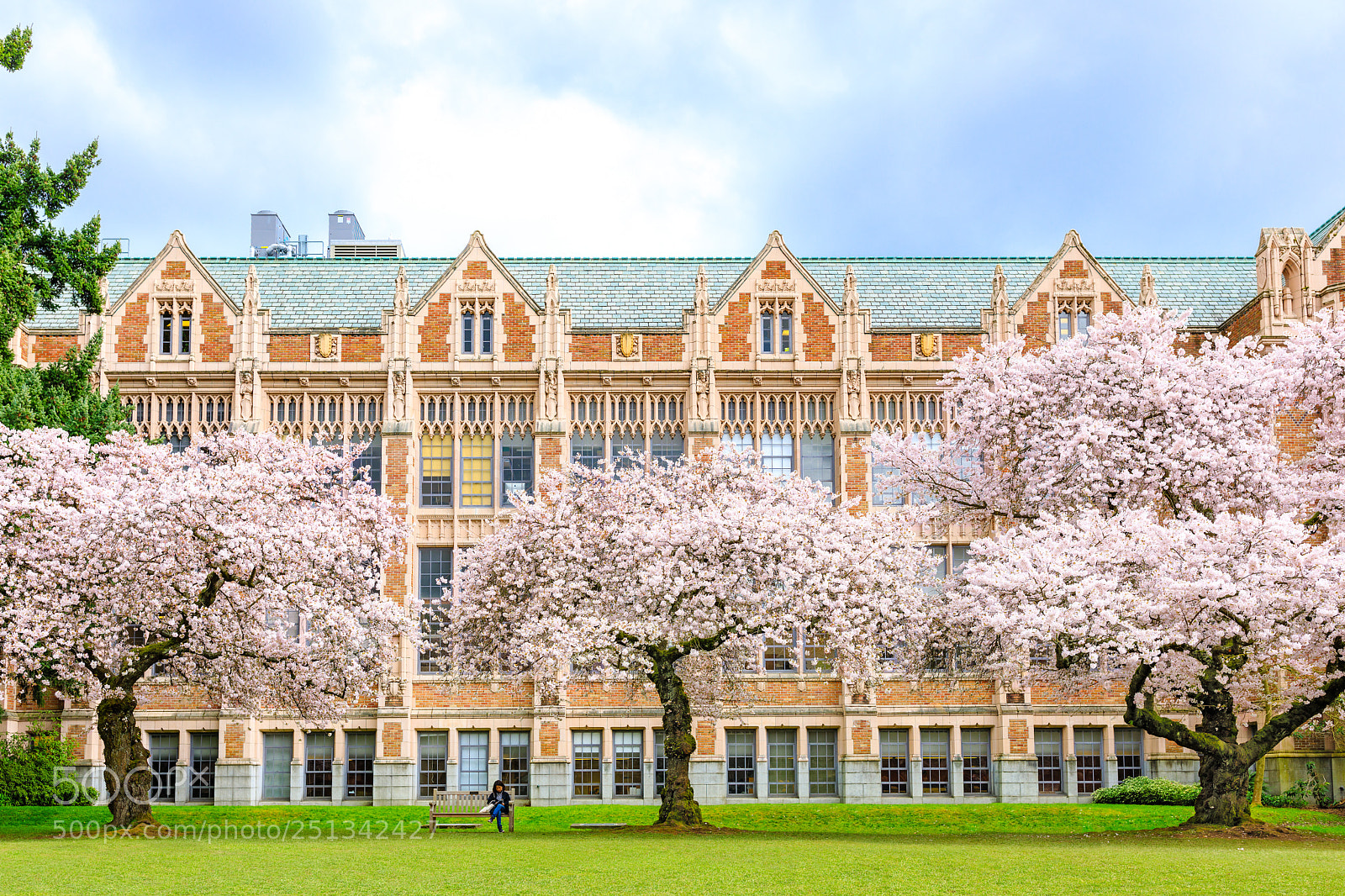 Canon EOS 5D Mark IV sample photo. Cherry blossoms photography