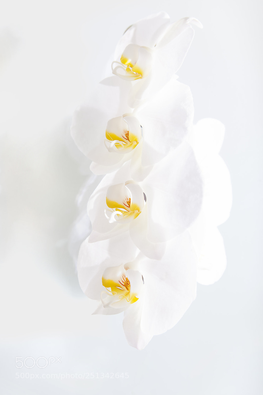 Canon EOS 5D Mark II sample photo. White orchid photography