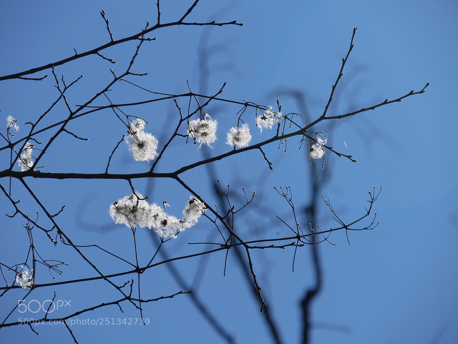 Panasonic Lumix DMC-G85 (Lumix DMC-G80) sample photo. Coton and sky photography