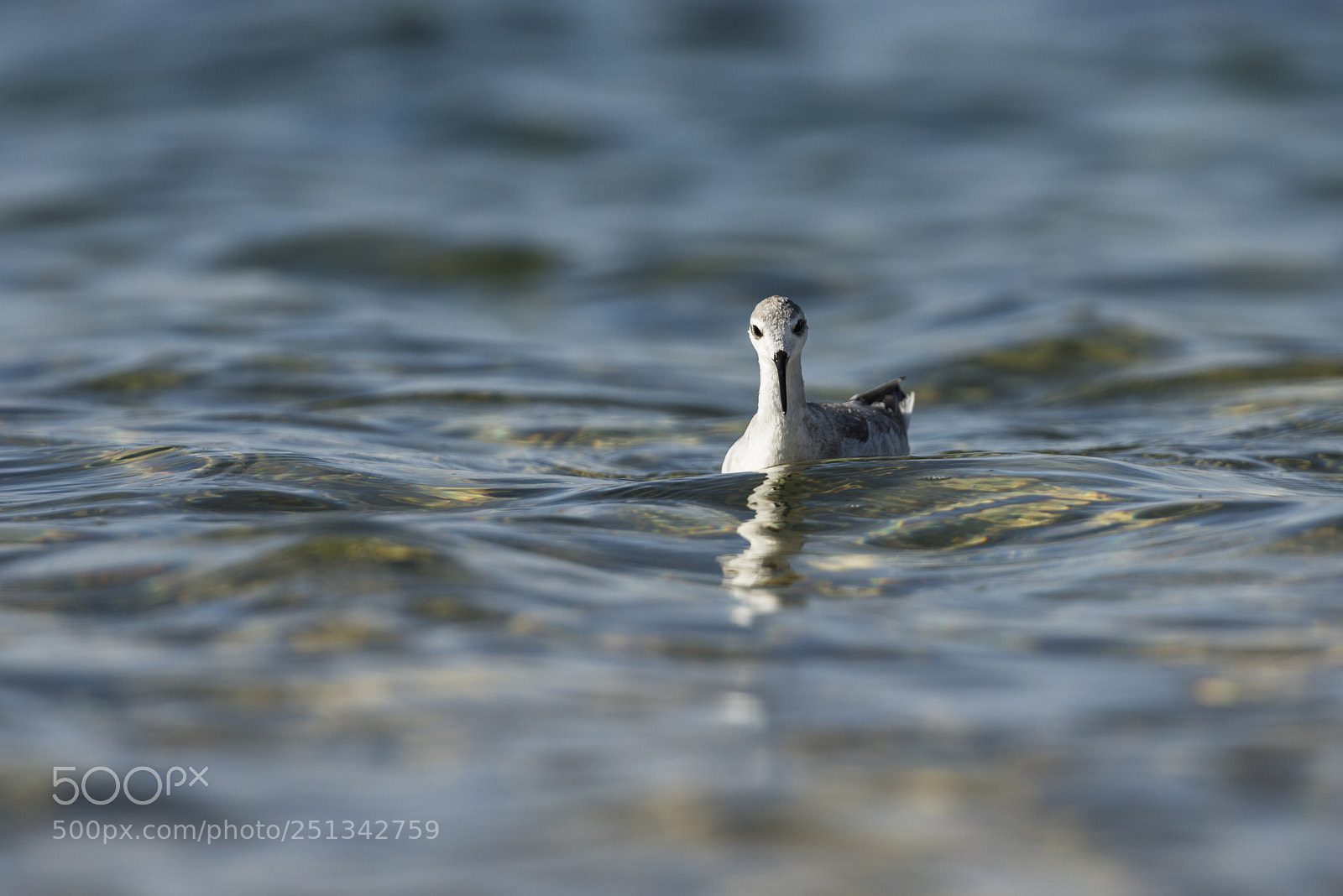 Nikon D800 sample photo. Wilson's phalarope at laguna photography