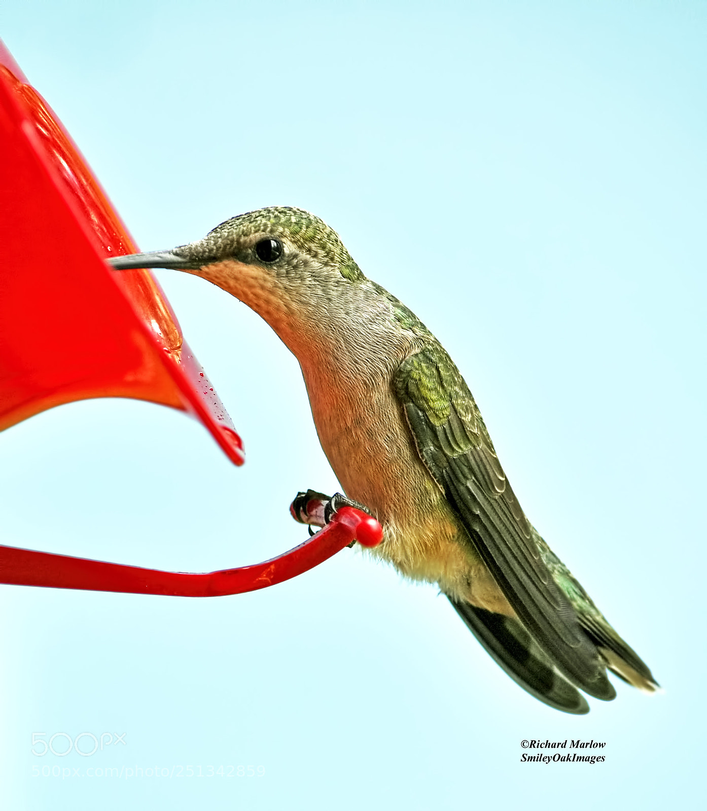 Nikon D5000 sample photo. Hummingbird photography