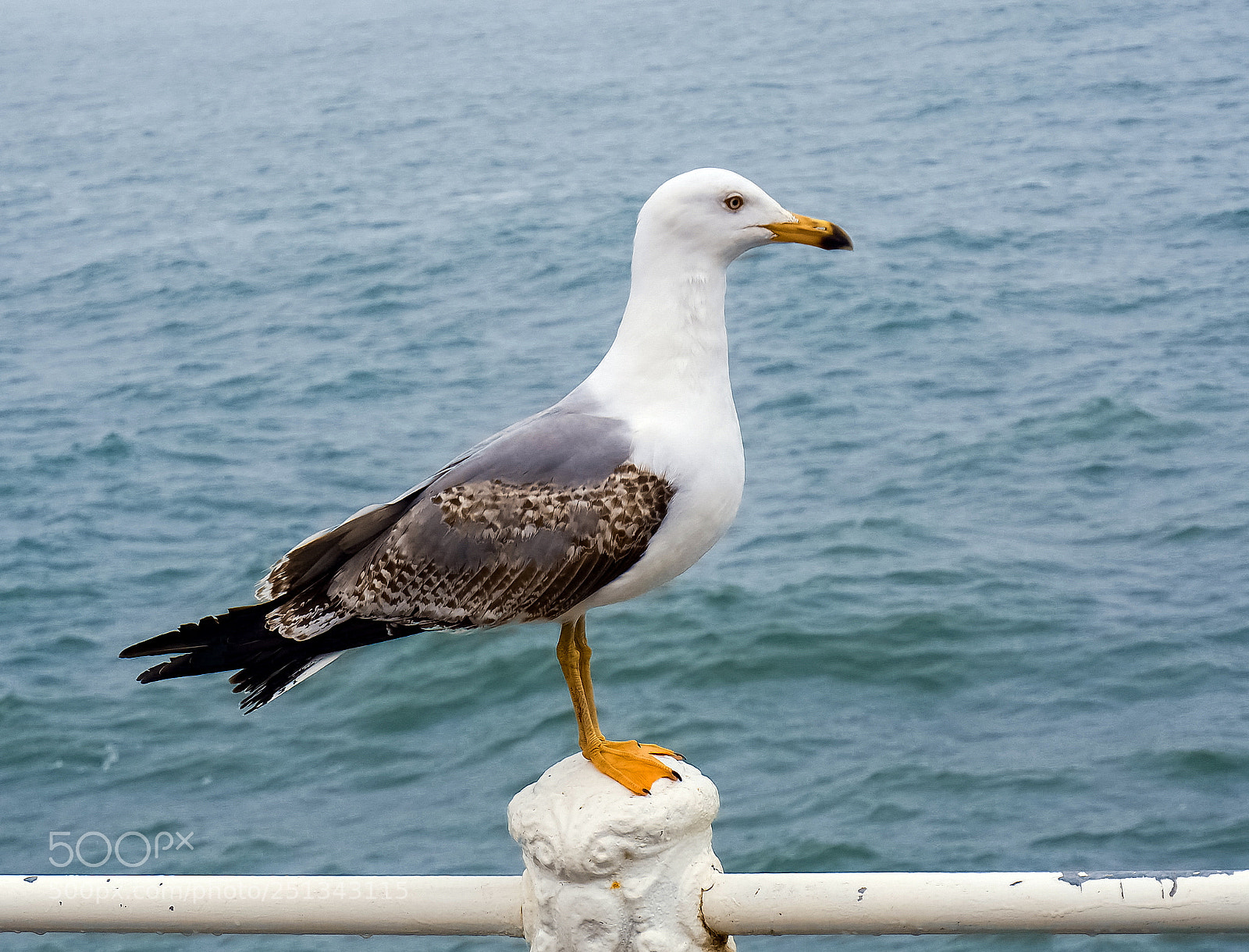 Olympus OM-D E-M10 II sample photo. The seagull photography