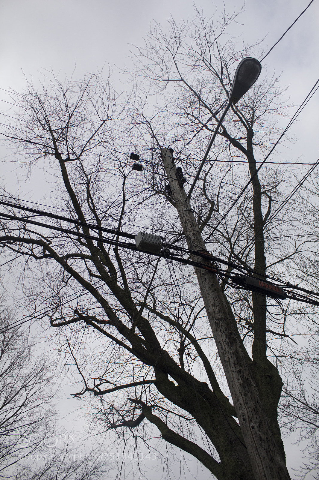 Canon EOS 1200D (EOS Rebel T5 / EOS Kiss X70 / EOS Hi) sample photo. Tree, telephone pole, and photography