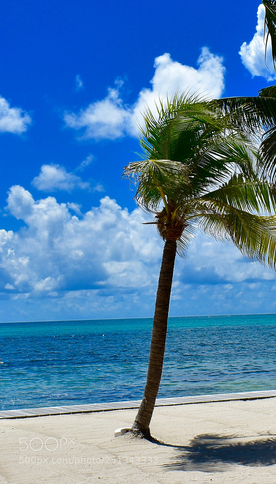Nikon D3400 sample photo. Palm photography