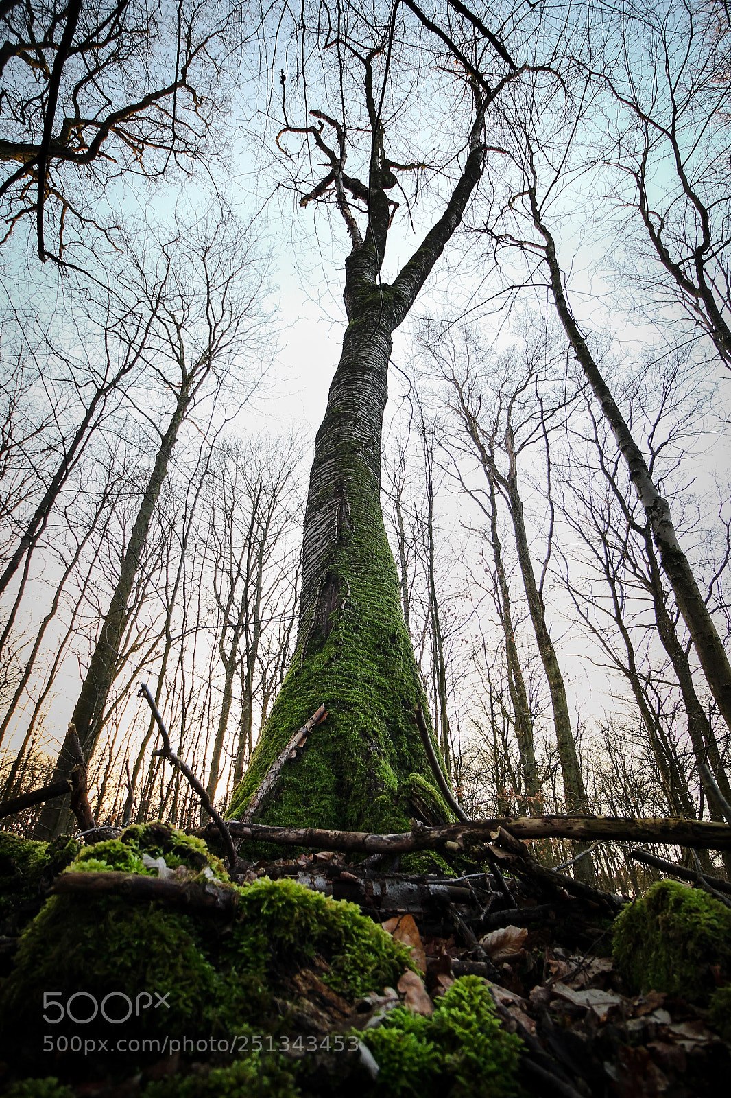 Canon EOS 700D (EOS Rebel T5i / EOS Kiss X7i) sample photo. Hilden forest photography