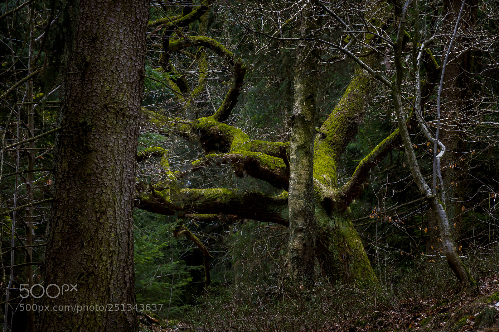 Nikon D7200 sample photo. Hidden place photography