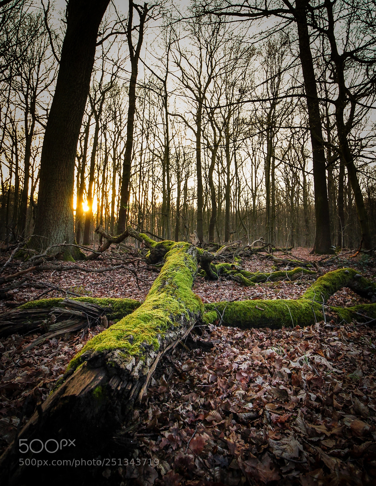 Canon EOS 700D (EOS Rebel T5i / EOS Kiss X7i) sample photo. Hilden forest photography