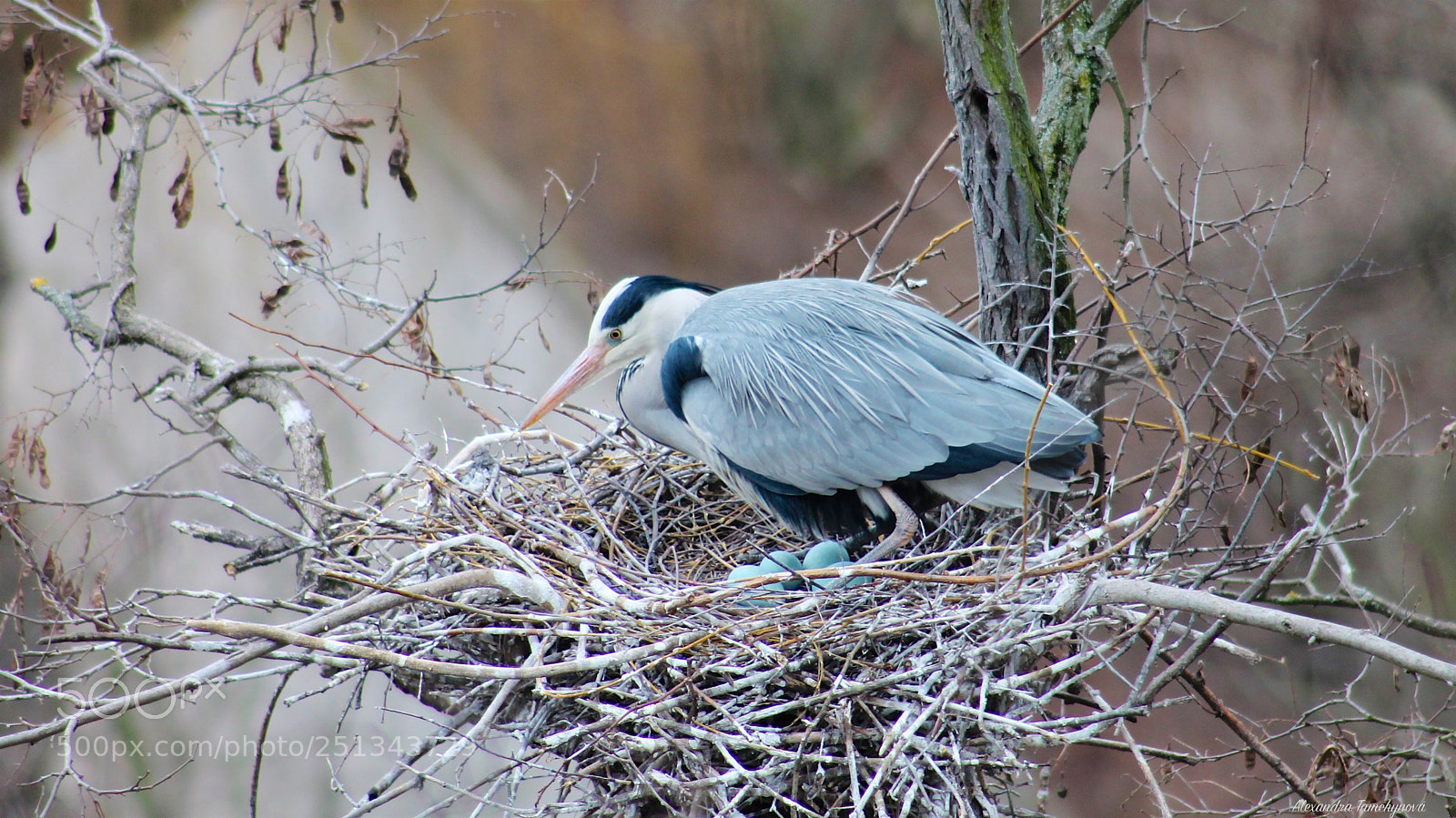 Canon EOS 1100D (EOS Rebel T3 / EOS Kiss X50) sample photo. Grey heron warming eggs photography