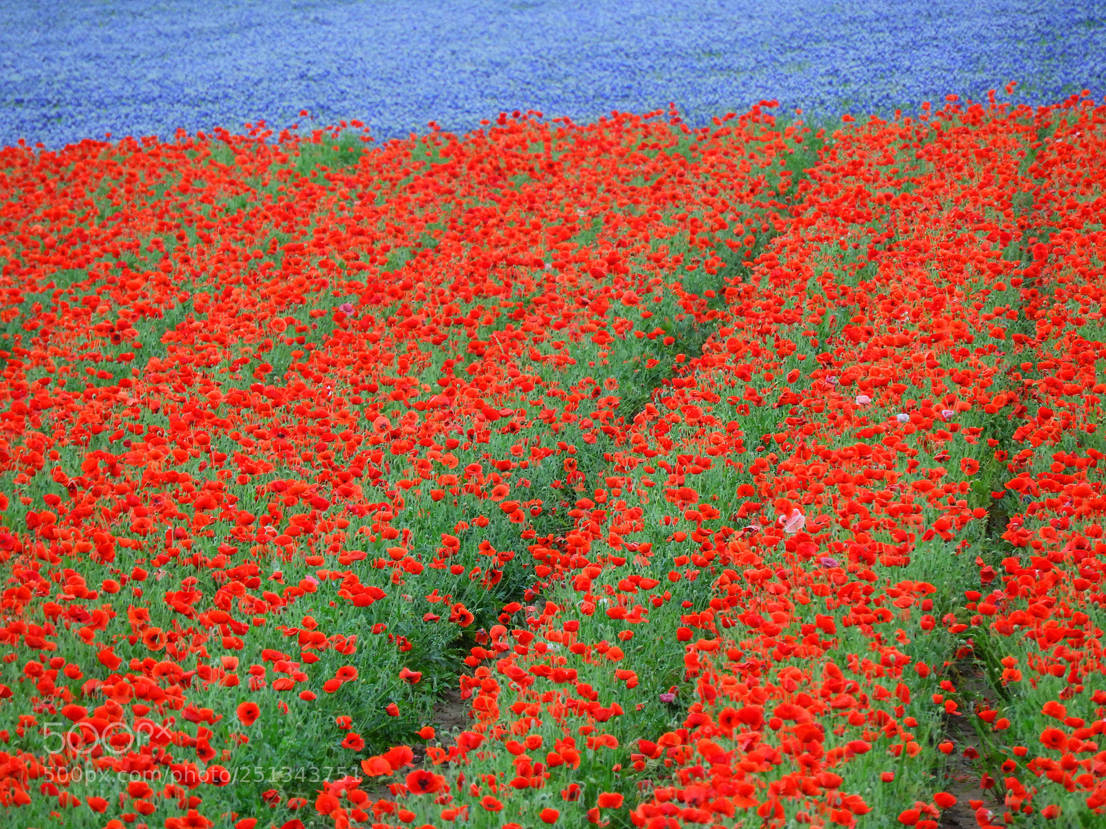 Nikon Coolpix B700 sample photo. Poppys and bluebonnets photography