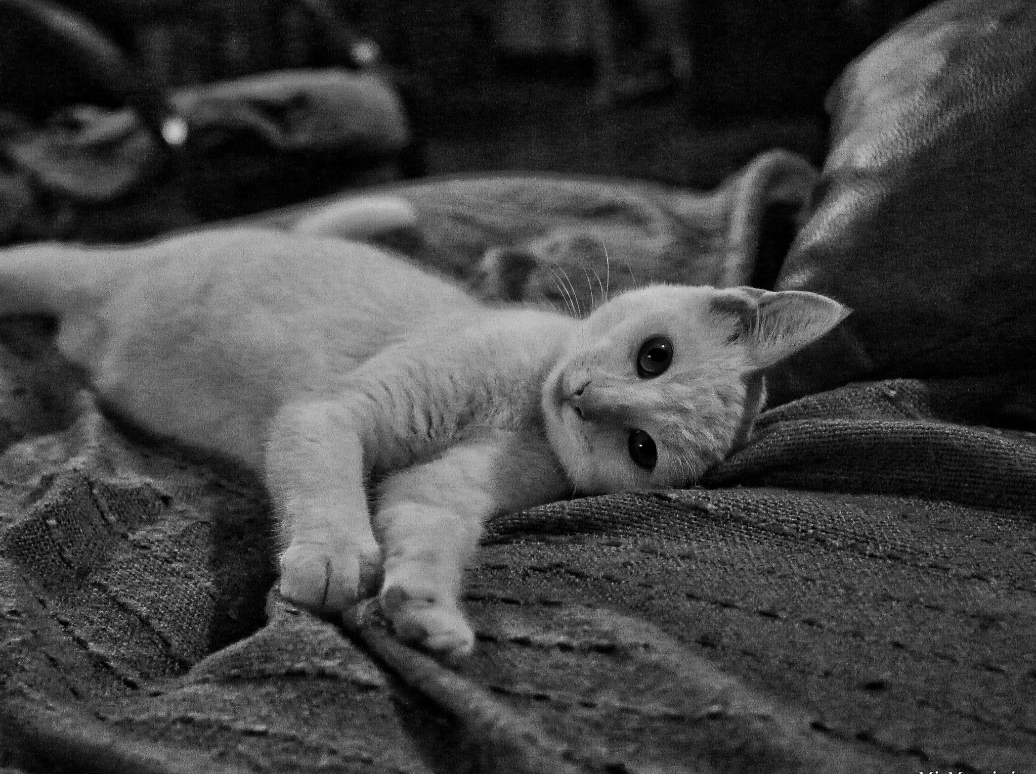 Panasonic Lumix DMC-GF3 sample photo. My new cat (gucci) photography