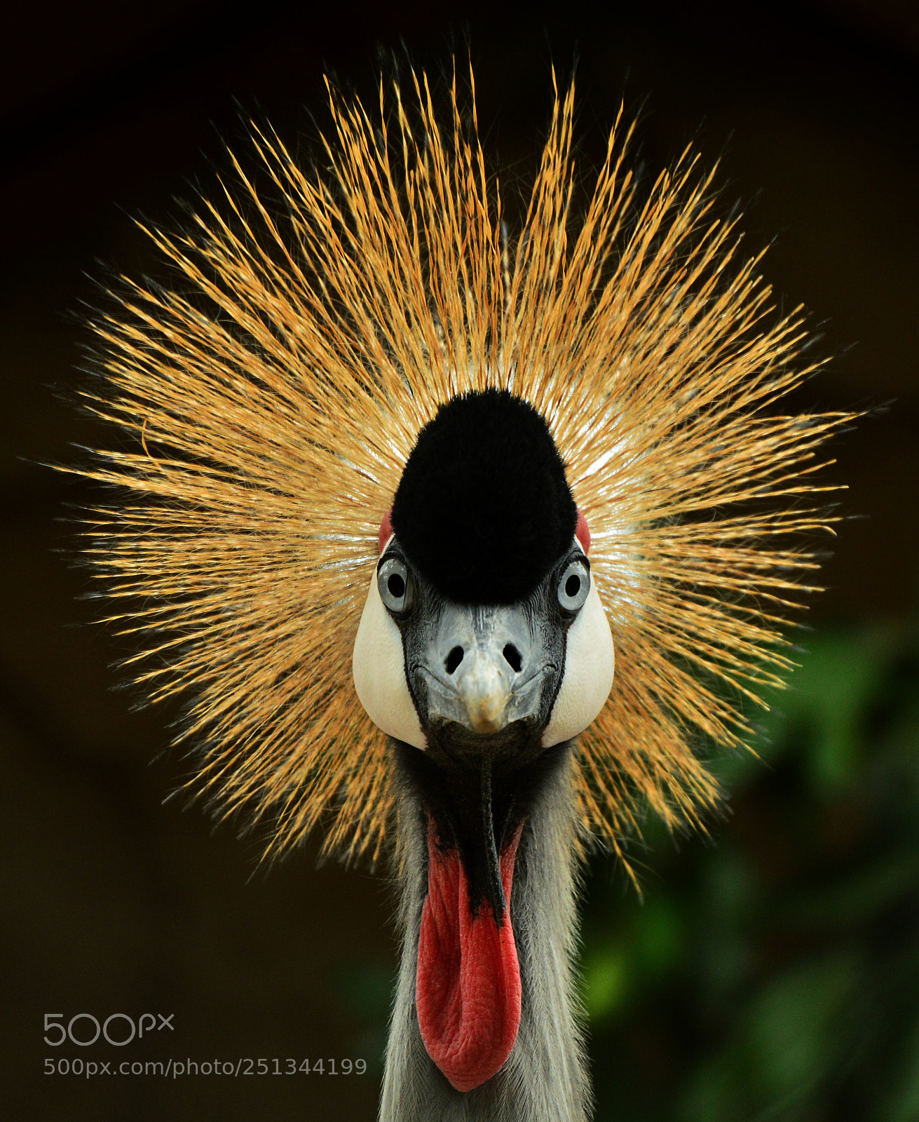 Nikon D3200 sample photo. Crowned crane photography