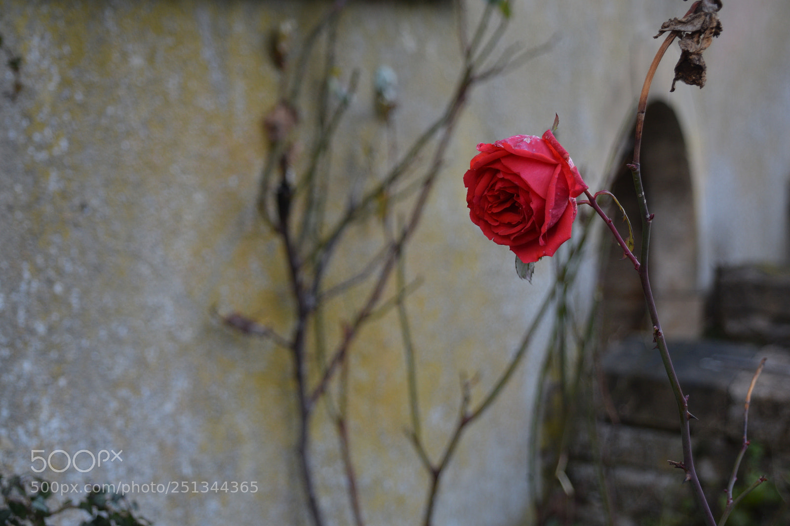 Nikon D3300 sample photo. Single red photography