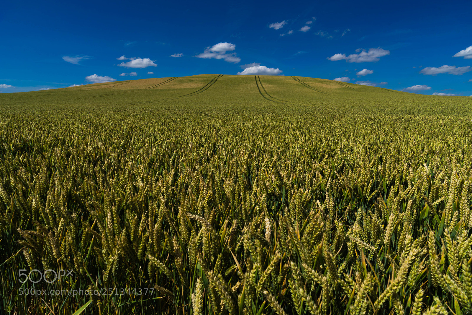 Sony a7 sample photo. Early summer wheat field photography