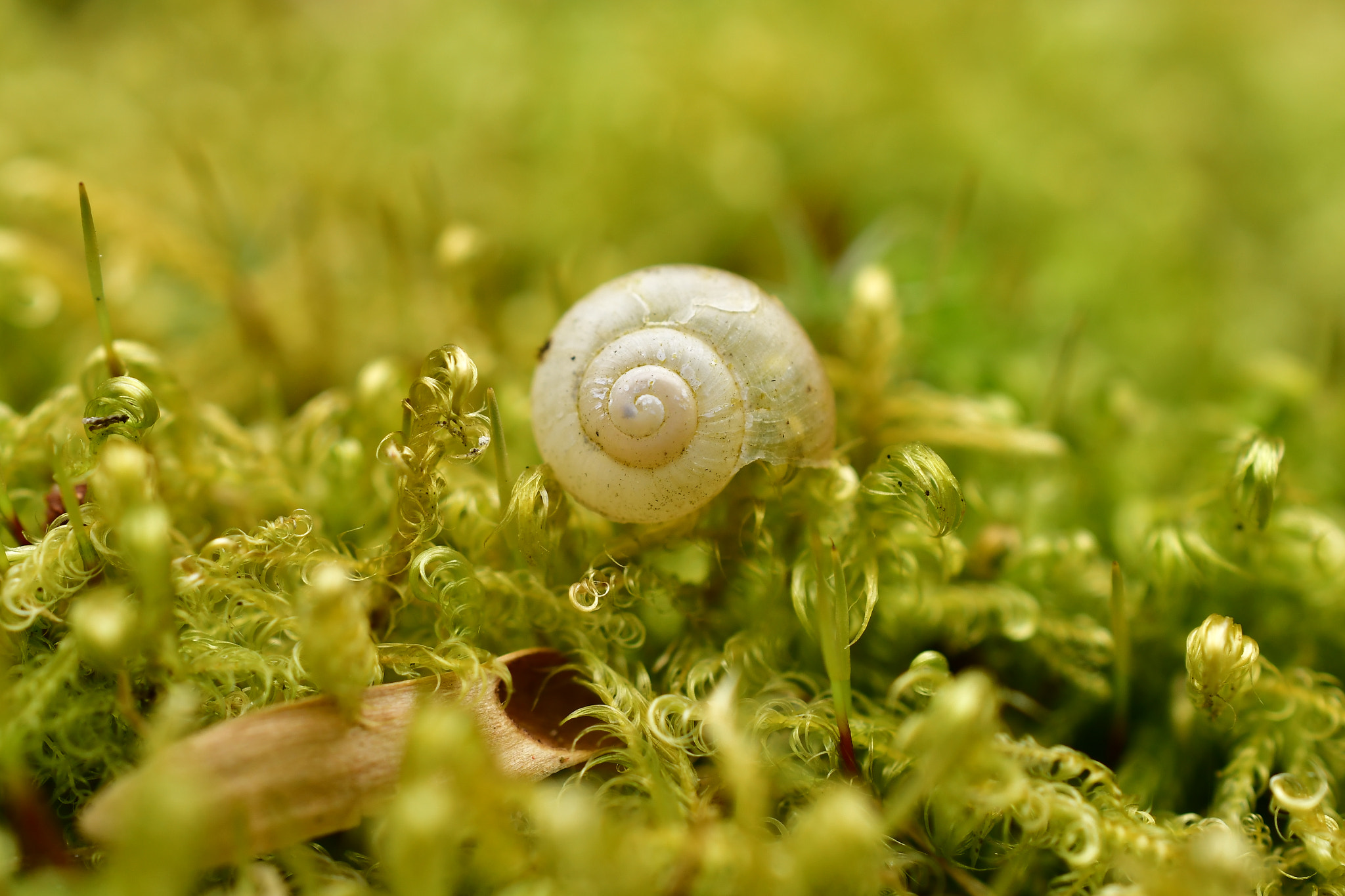 Nikon D7500 + Nikon AF-S DX Micro Nikkor 40mm F2.8 sample photo. Dsc photography