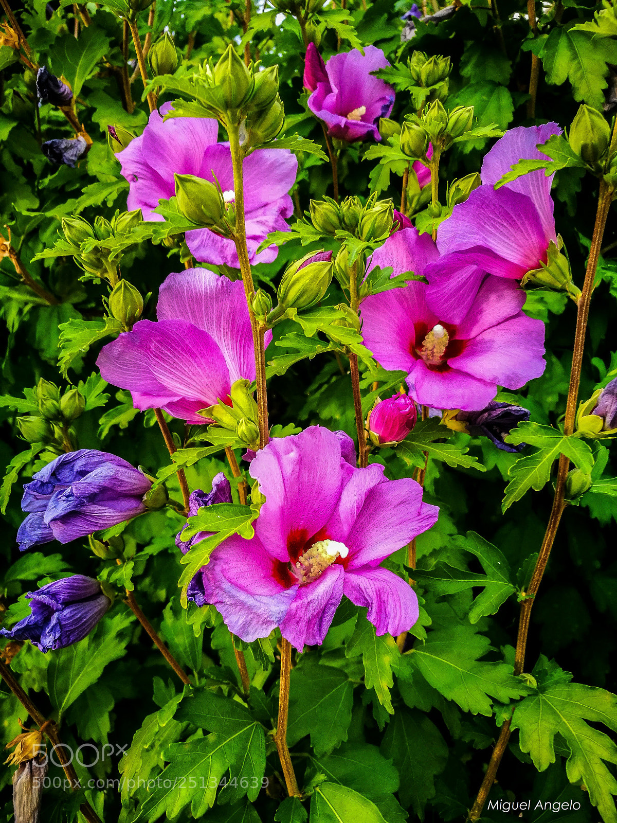 HUAWEI P9 sample photo. Spring time photography