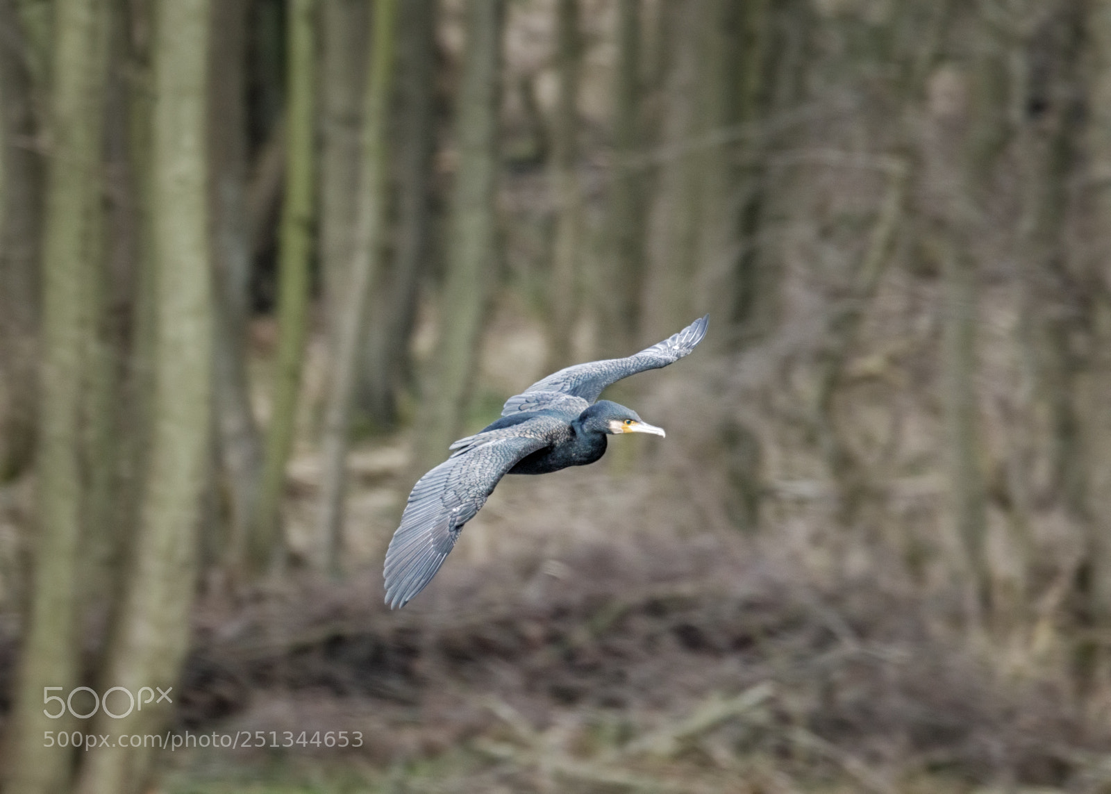 Canon EOS 5D Mark IV sample photo. Cormorant in flight photography