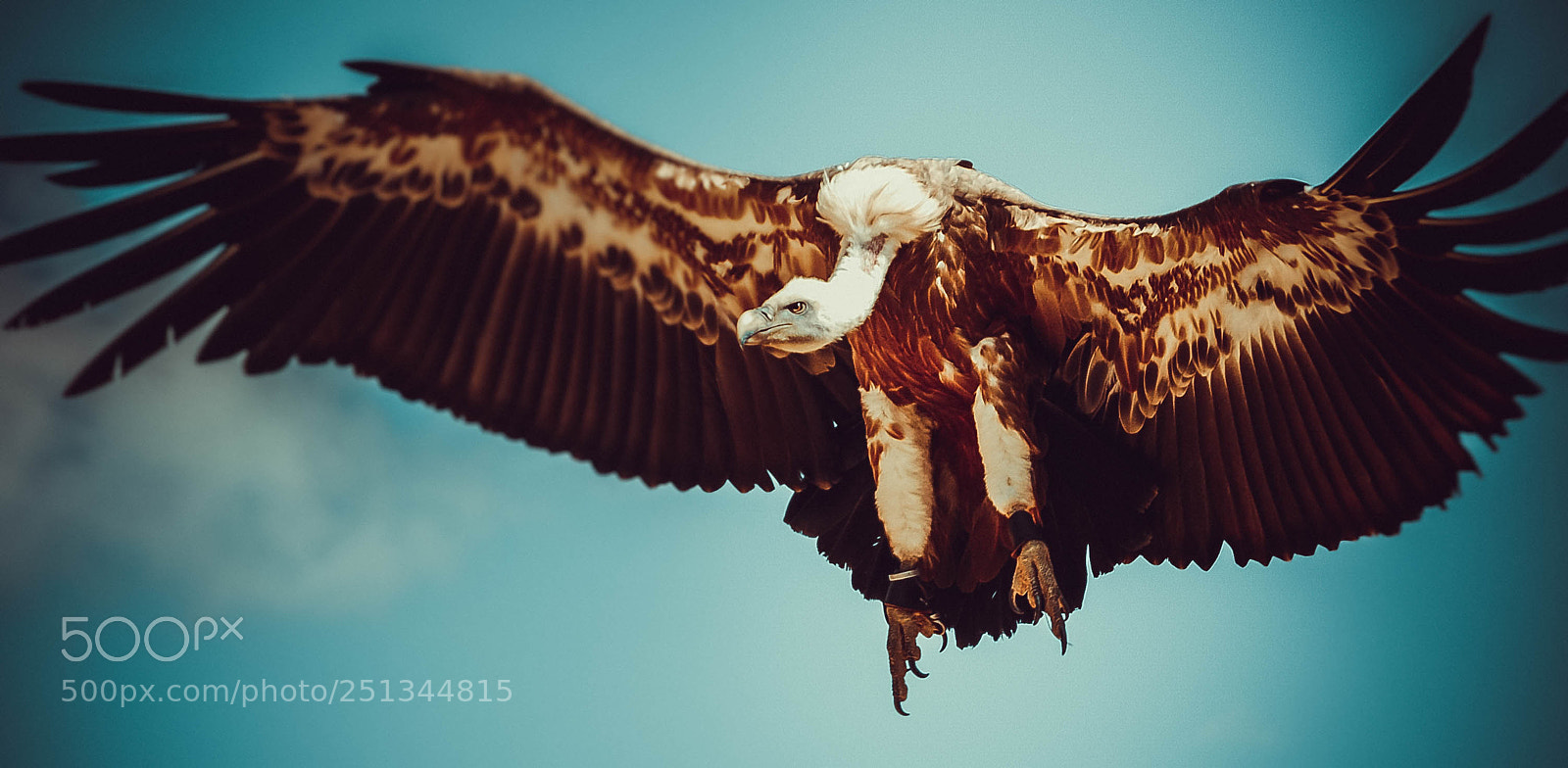 Nikon D50 sample photo. Condor photography