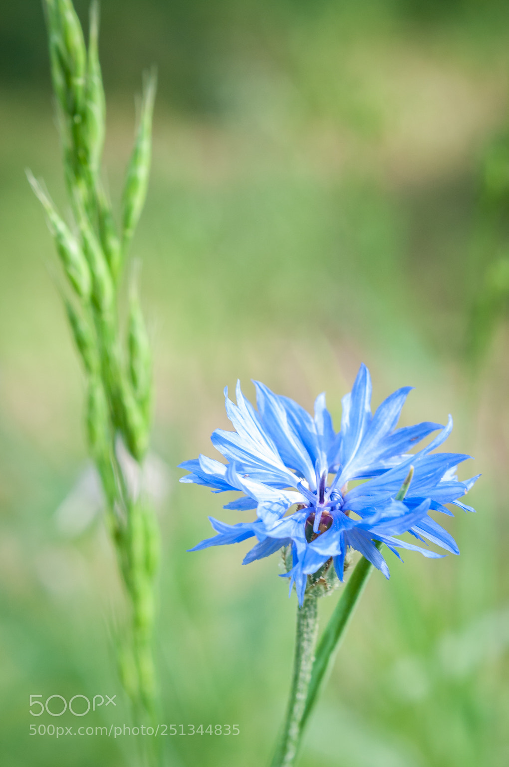 Nikon D90 sample photo. Blue beauty photography