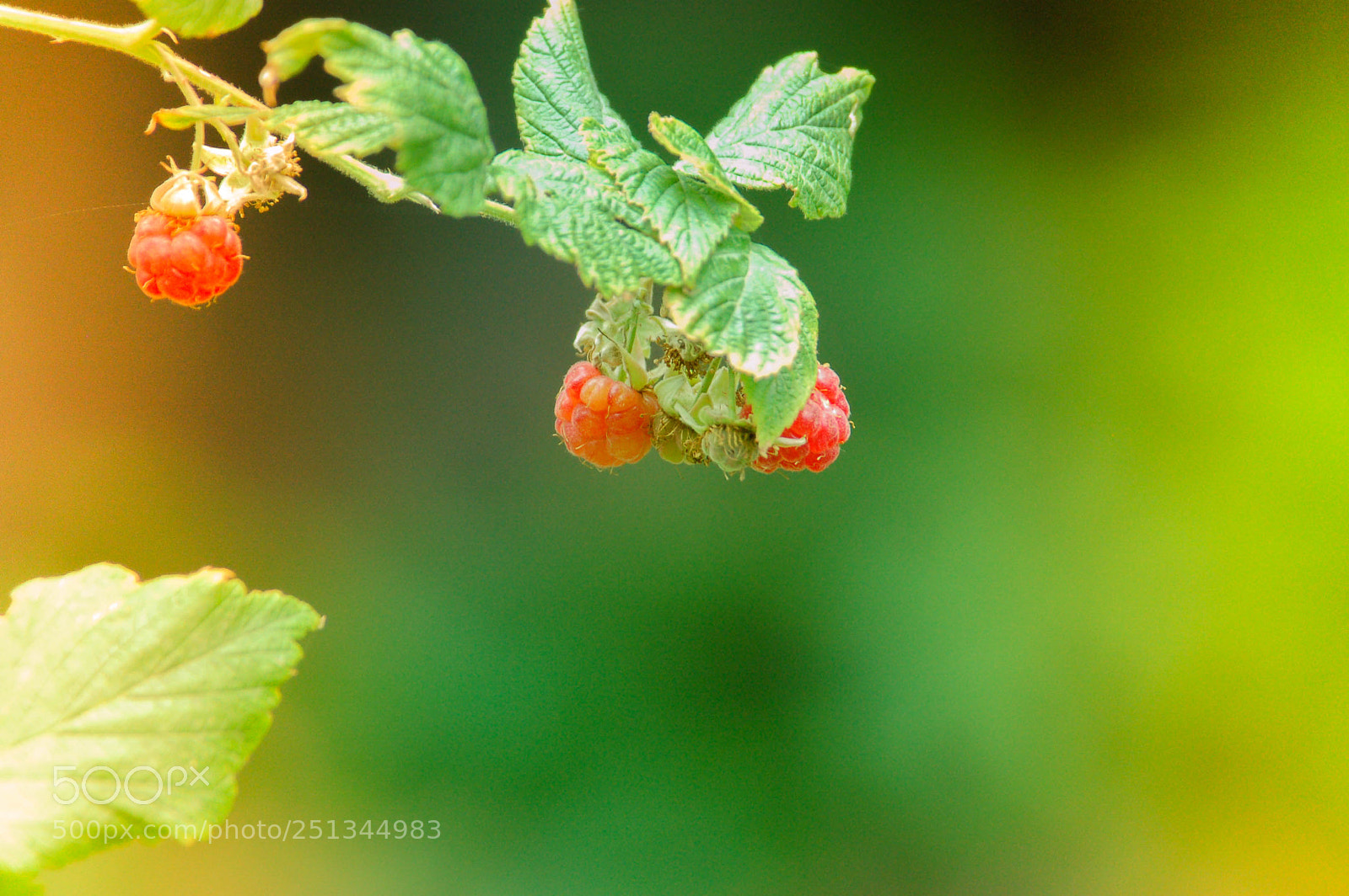Nikon D50 sample photo. Floral photography