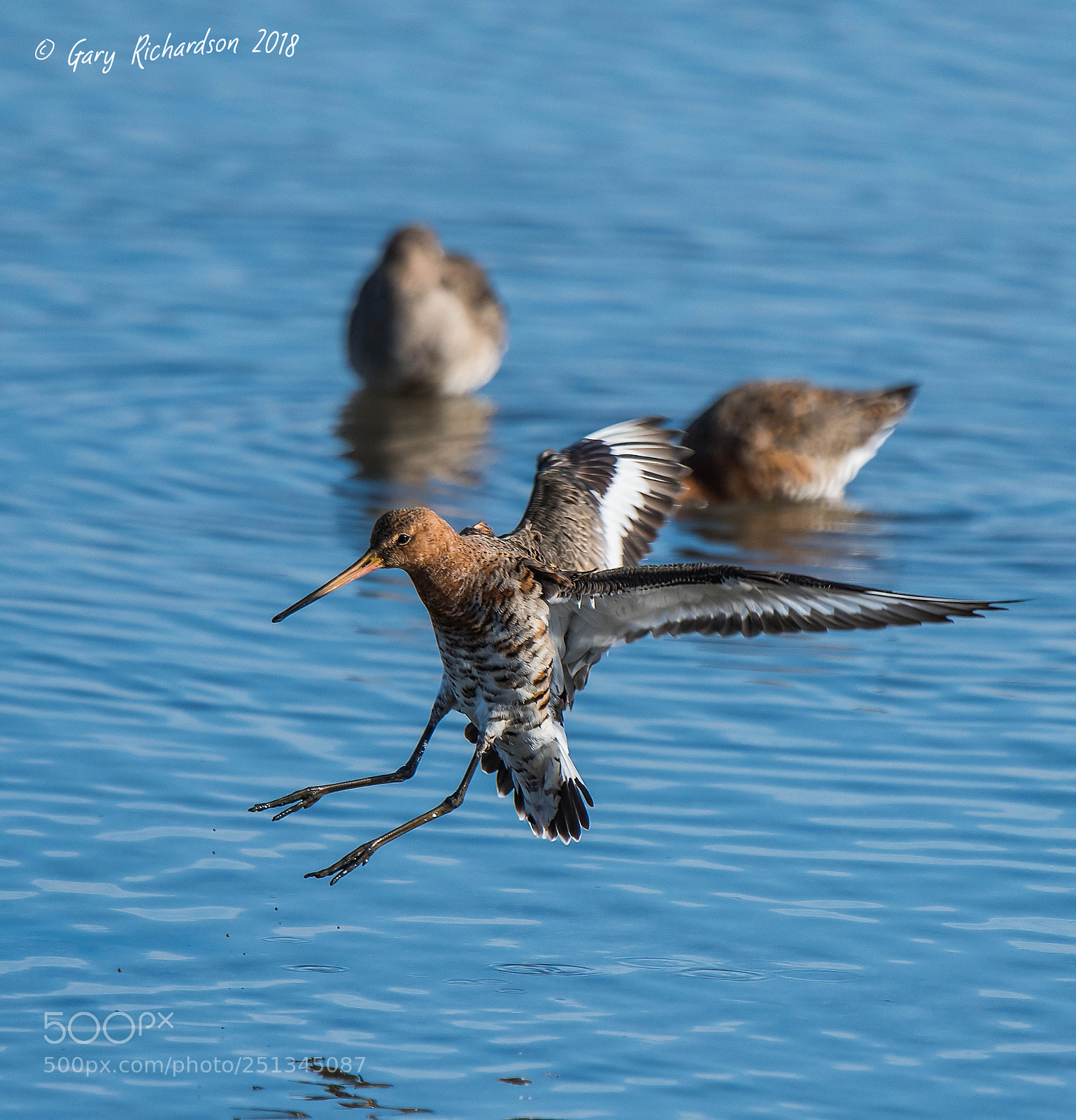 Nikon D500 sample photo. Black tailed godwit photography