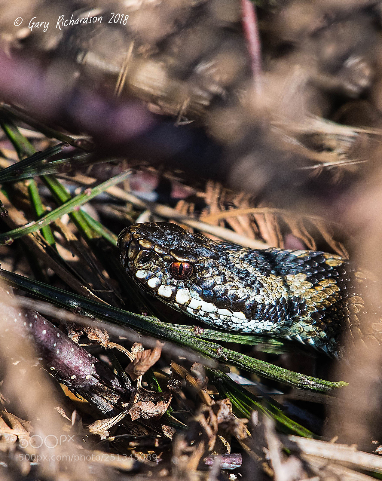 Nikon D500 sample photo. Adder photography