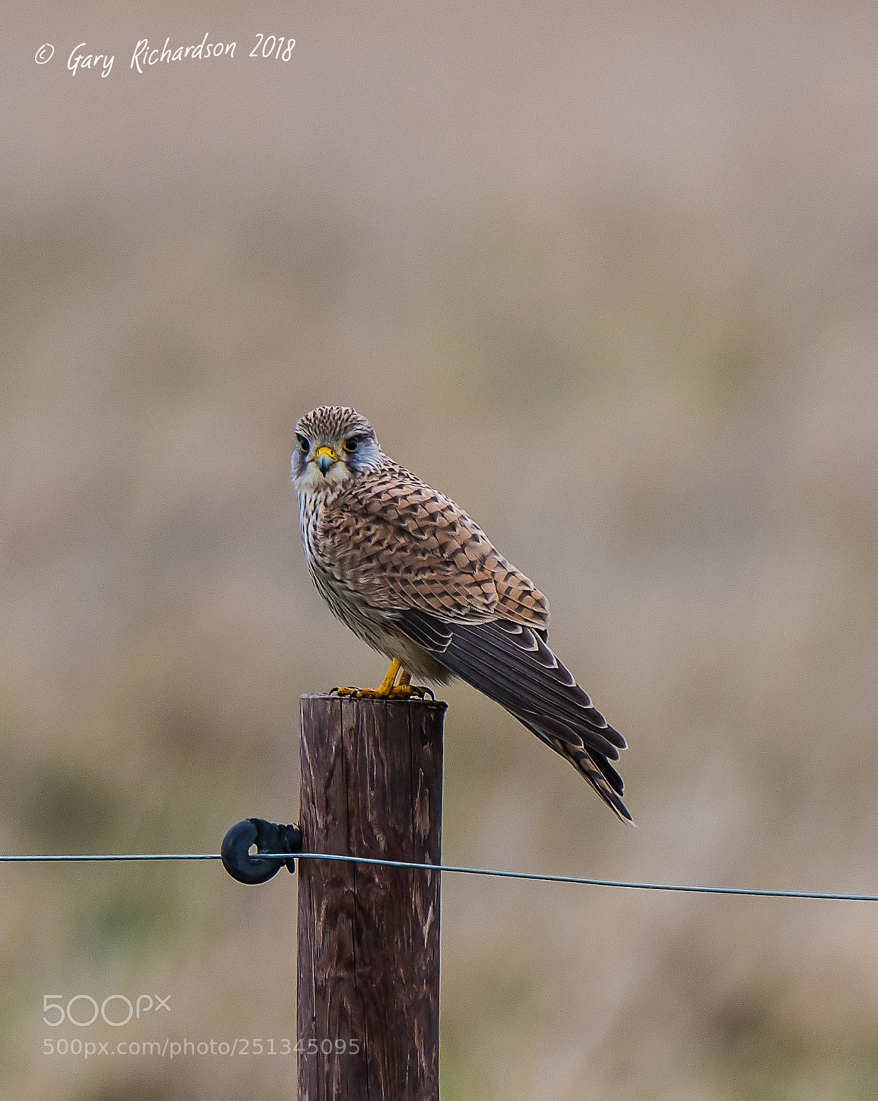 Nikon D500 sample photo. Kestrel photography