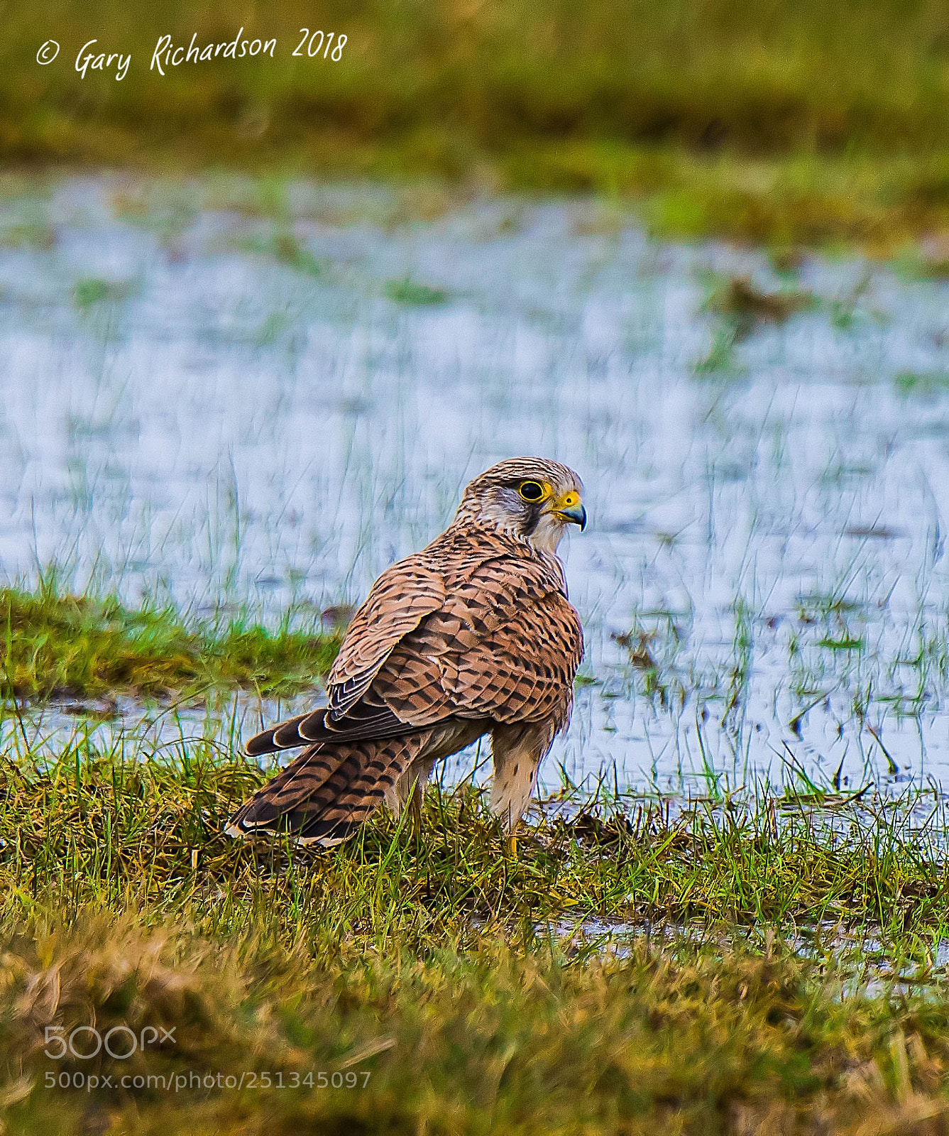 Nikon D500 sample photo. Kestrel photography