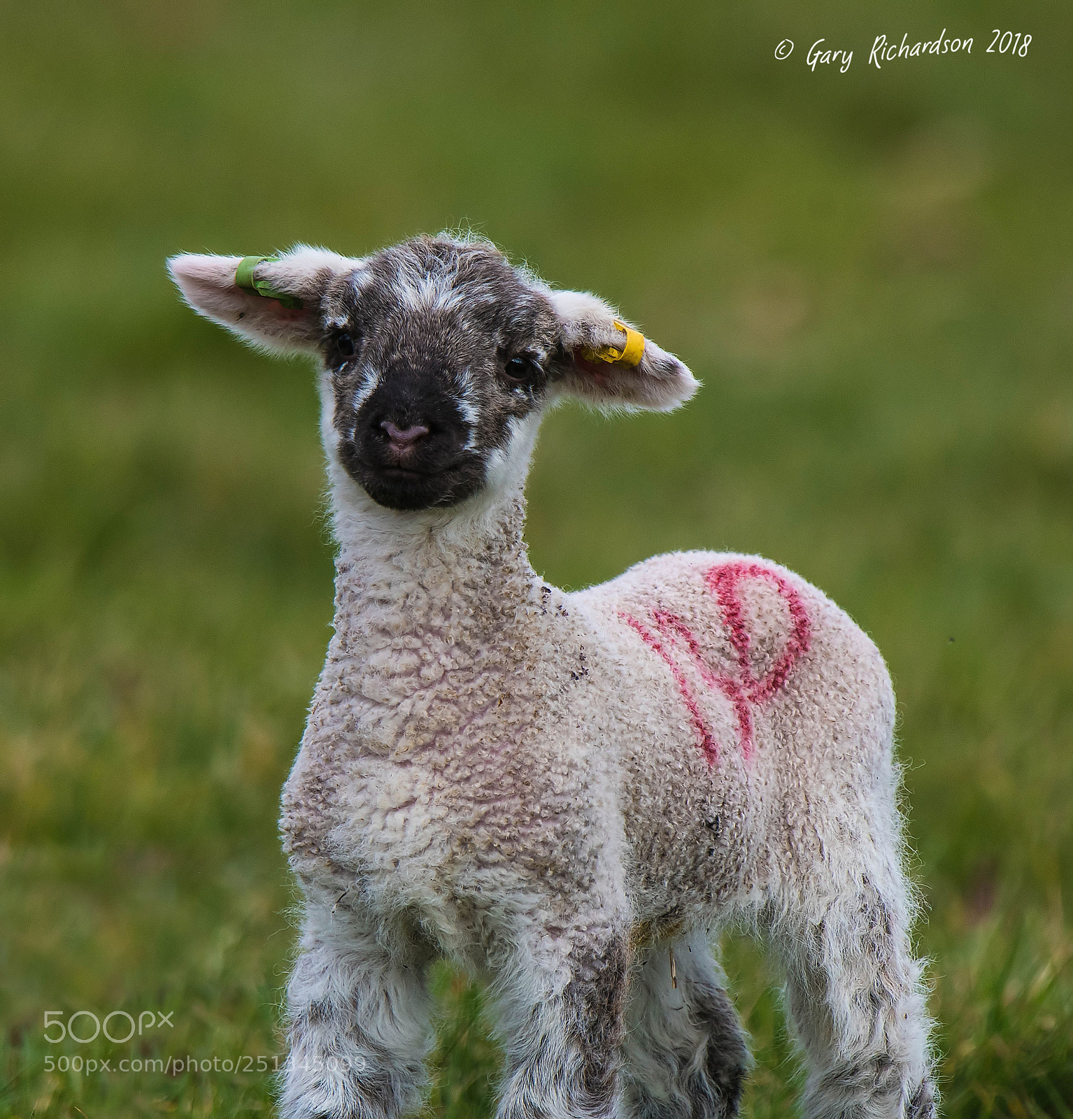 Nikon D500 sample photo. Lamb photography