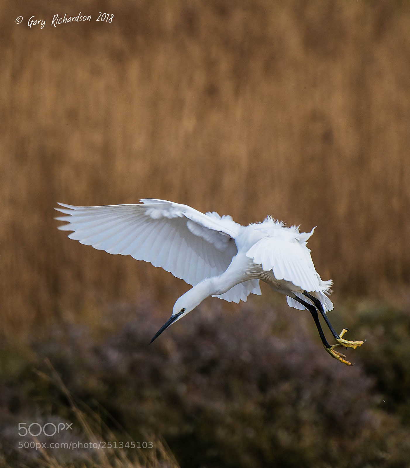 Nikon D500 sample photo. Little egret () photography